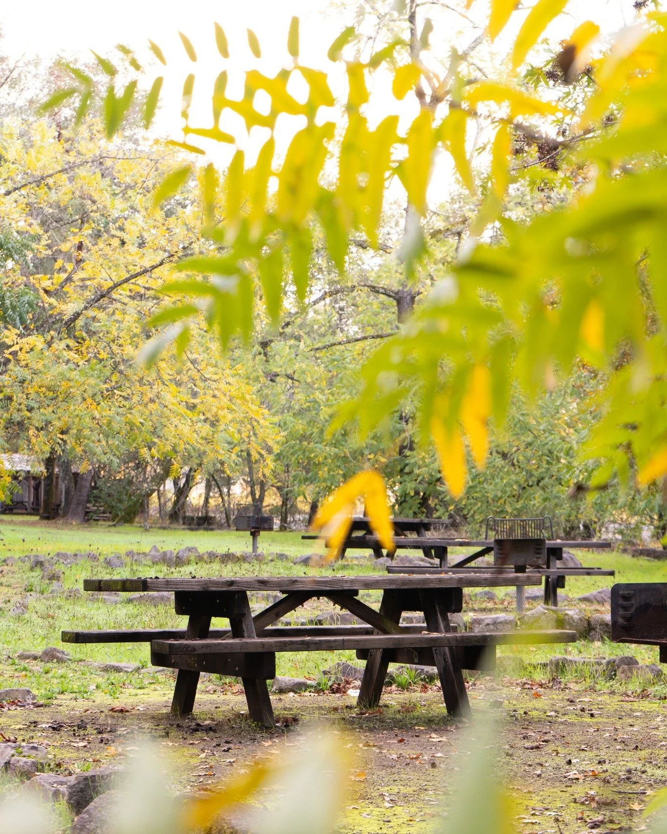 Fall at Bothe Napa Valley State Park. 

See you in the park today🍂🌲

.
.
.
.
.
📸: @the87collection