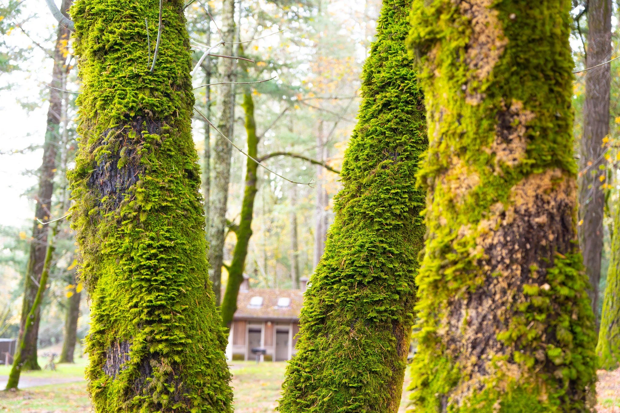 Visiting the parks this weekend? Tag us so we can see it through your eyes 🤍