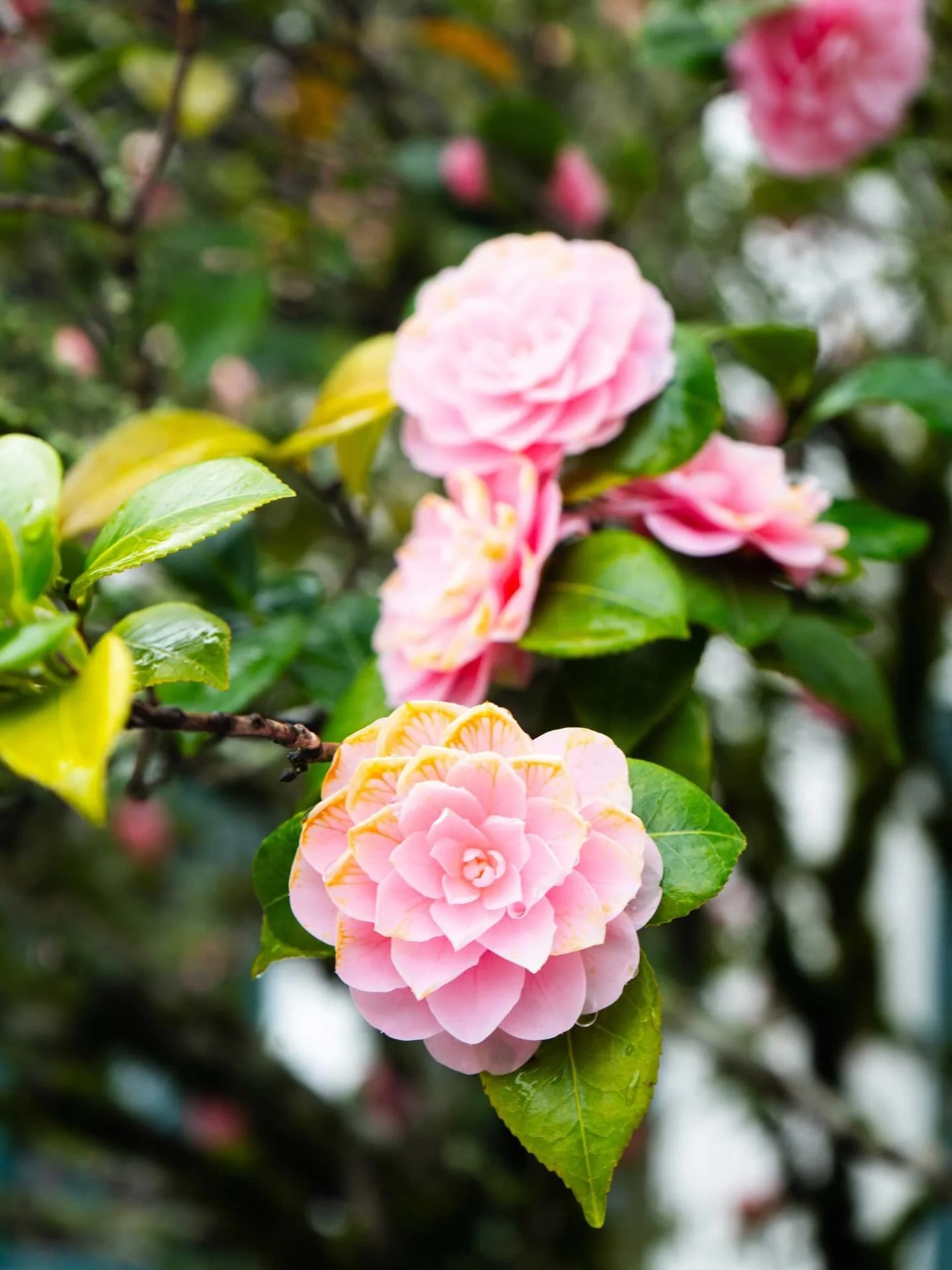 All this beautiful rain has been working its magic 🌧️✨

Around the Visitor Center and along the trails at&nbsp;Bothe-Napa Valley State Park, little pops of color are starting to appear. Fresh greens, tiny blooms, and signs that spring is slowly waki