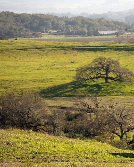 This week, an incredible journey awaits! On April 17, guests will set out on a one-of-a-kind excursion exploring the 150,000 years of geologic history with John Livingston. 

A huge thank you to Platypus Tours of Napa Valley for making this experienc