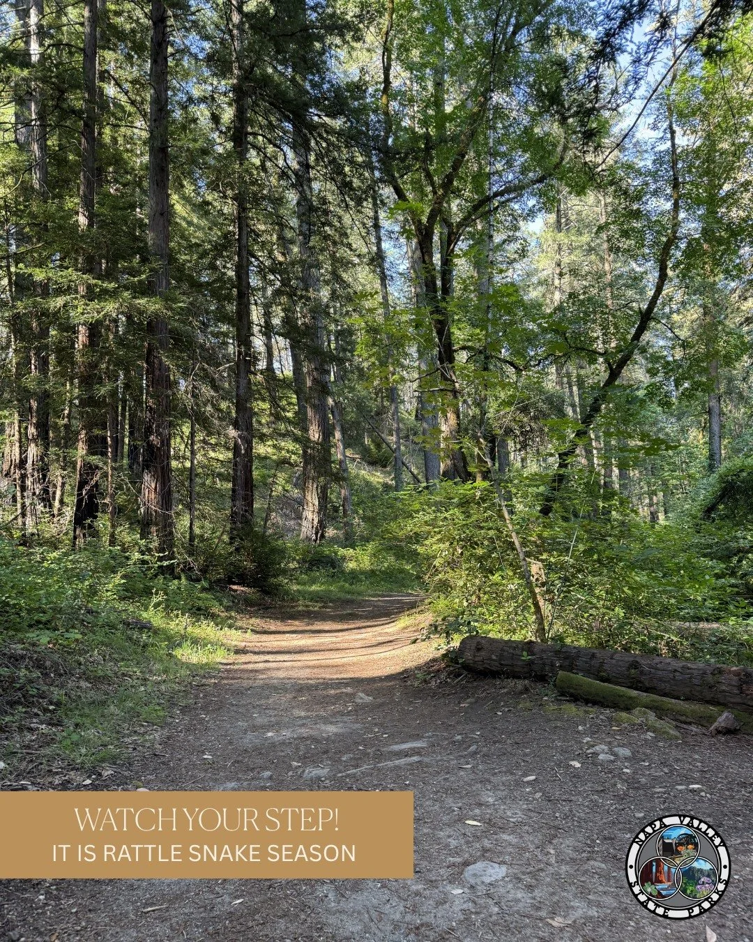 It&rsquo;s rattlesnake season!

Summer is upon us, where warmer weather has more reptiles basking in the sun and with higher chances of being seen. They are an important part of the ecosystem, feeding on rodents, birds and other small animals. Their 