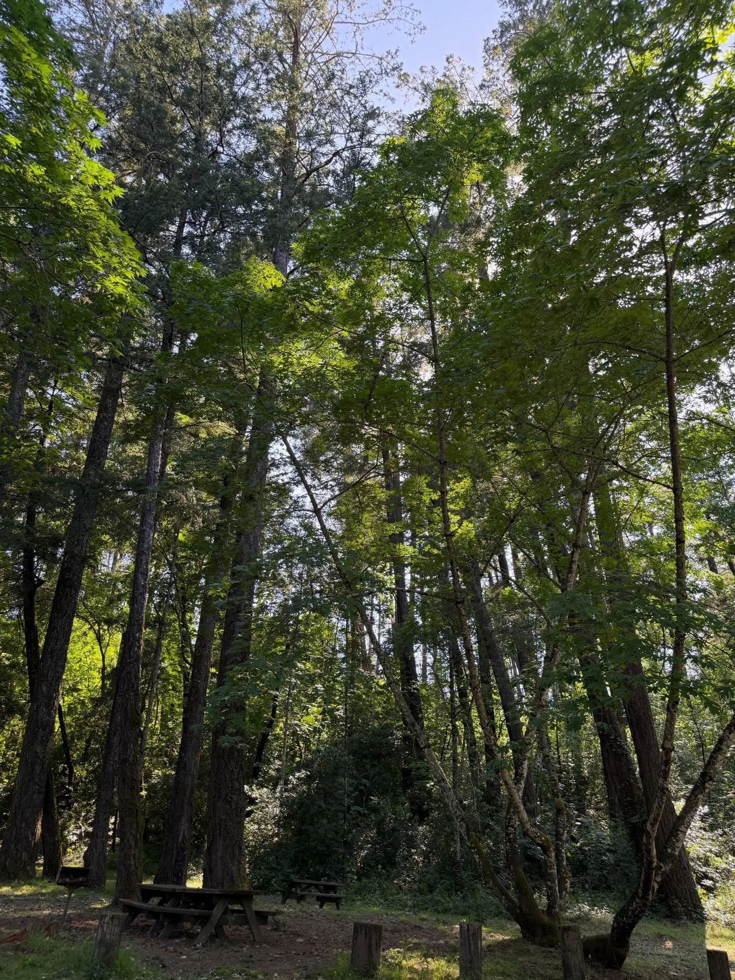 The weather is beautiful, the trails are calling, and there&rsquo;s no better time to get outside. 

Grab your walking shoes, take a hike, and enjoy the fresh air, towering redwoods, and peaceful scenery waiting for you at Bothe-Napa Valley State Par