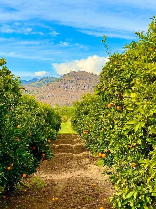 C. McFarlin Family Farms