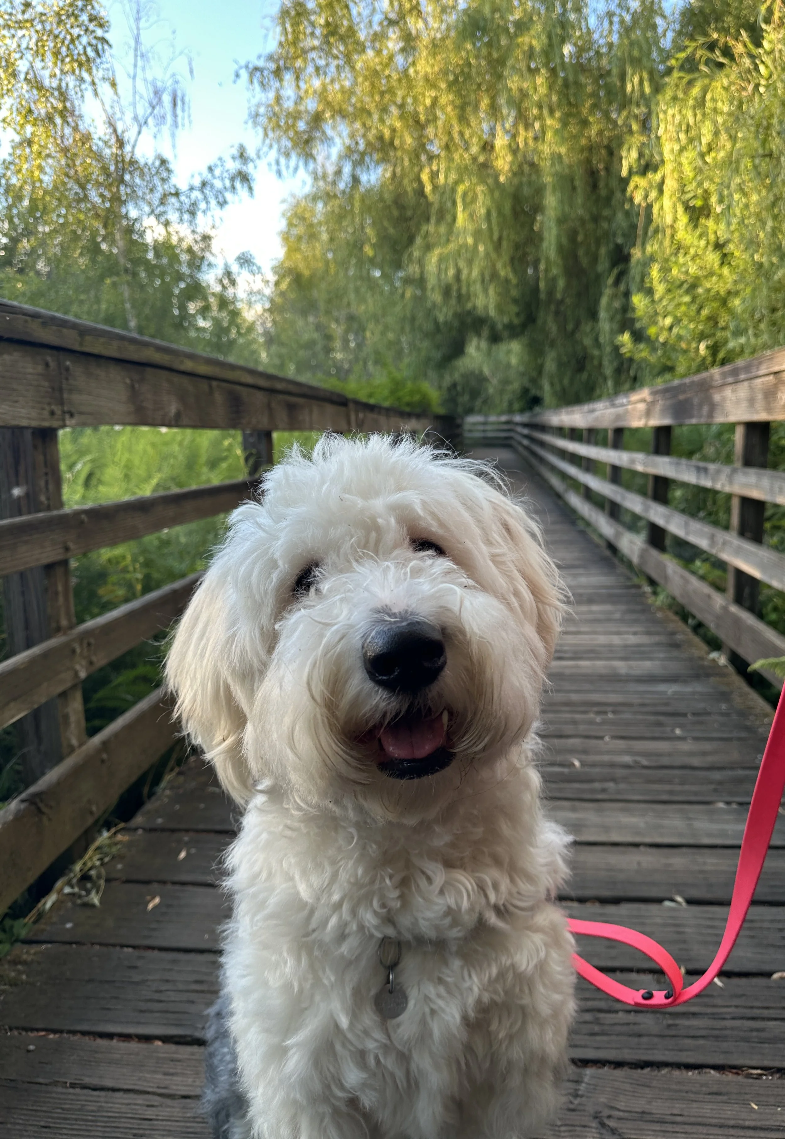 Old English Sheepdog. Brigid. White and Gray.