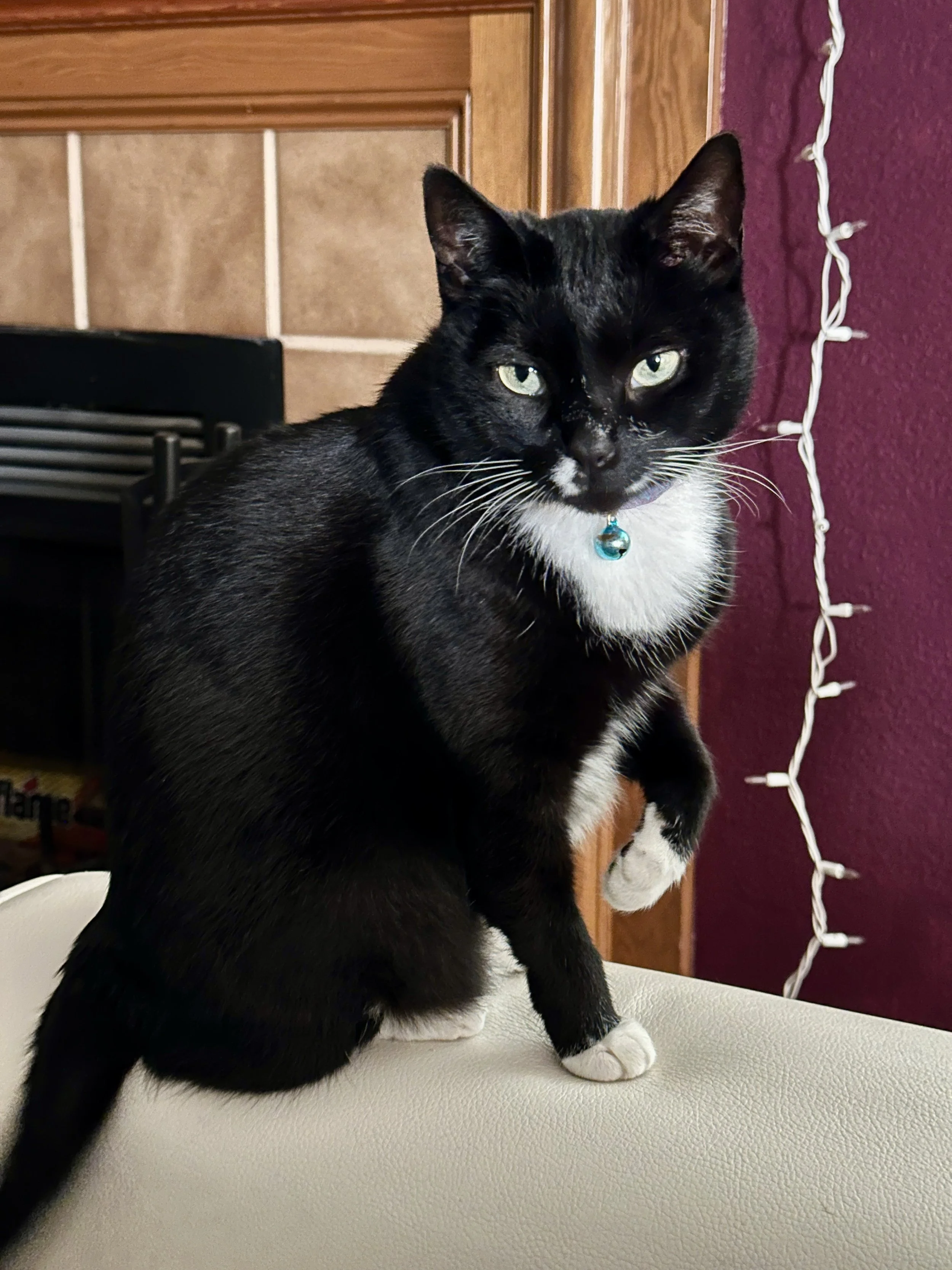 Orla; Tuxedo Cat;