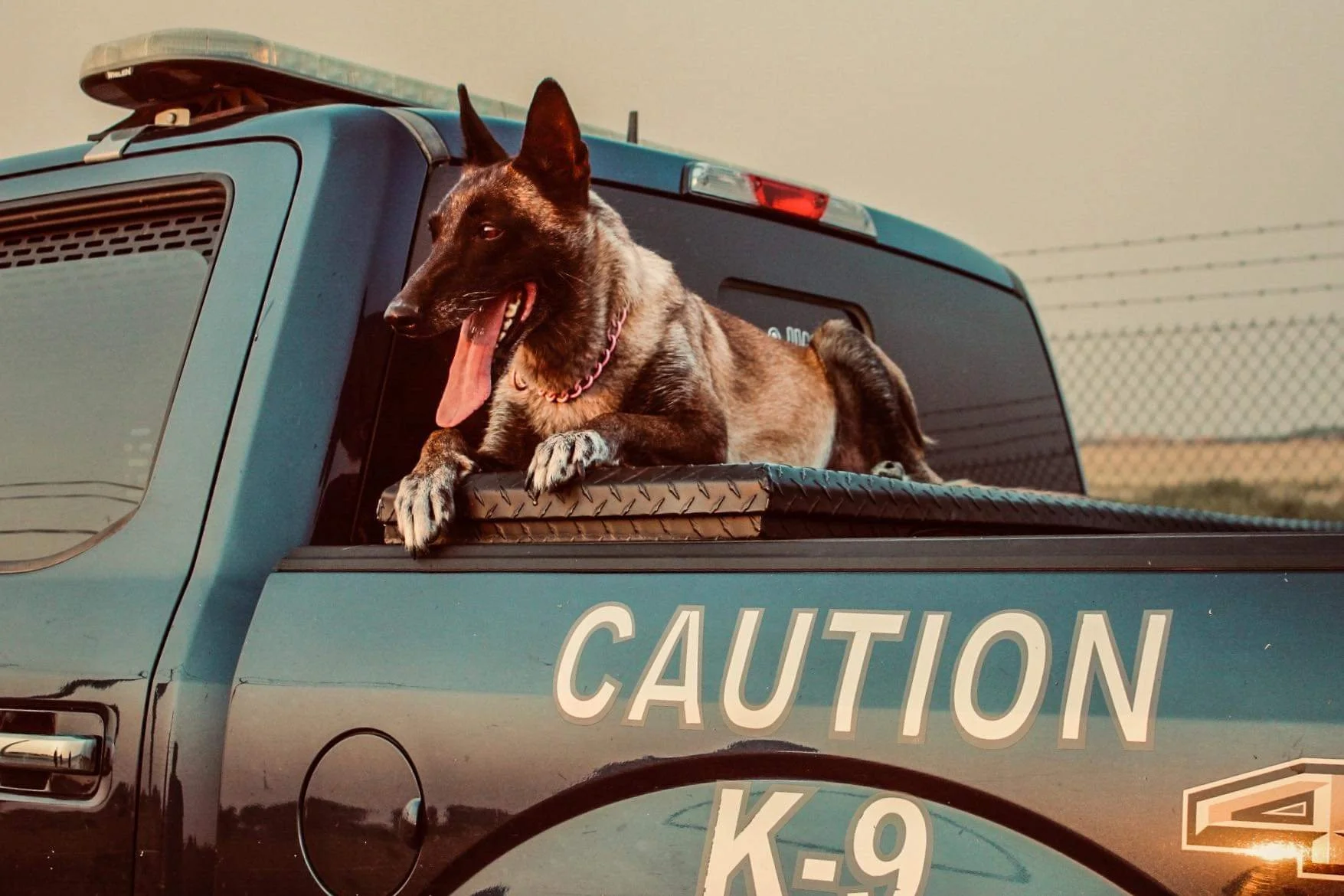 A Belgian Malinois dog lying in the back of a blue police pickup truck with the words 'Caution K-9' written on the side. The dog has a pink collar, is panting with its tongue out, and is looking to the left.