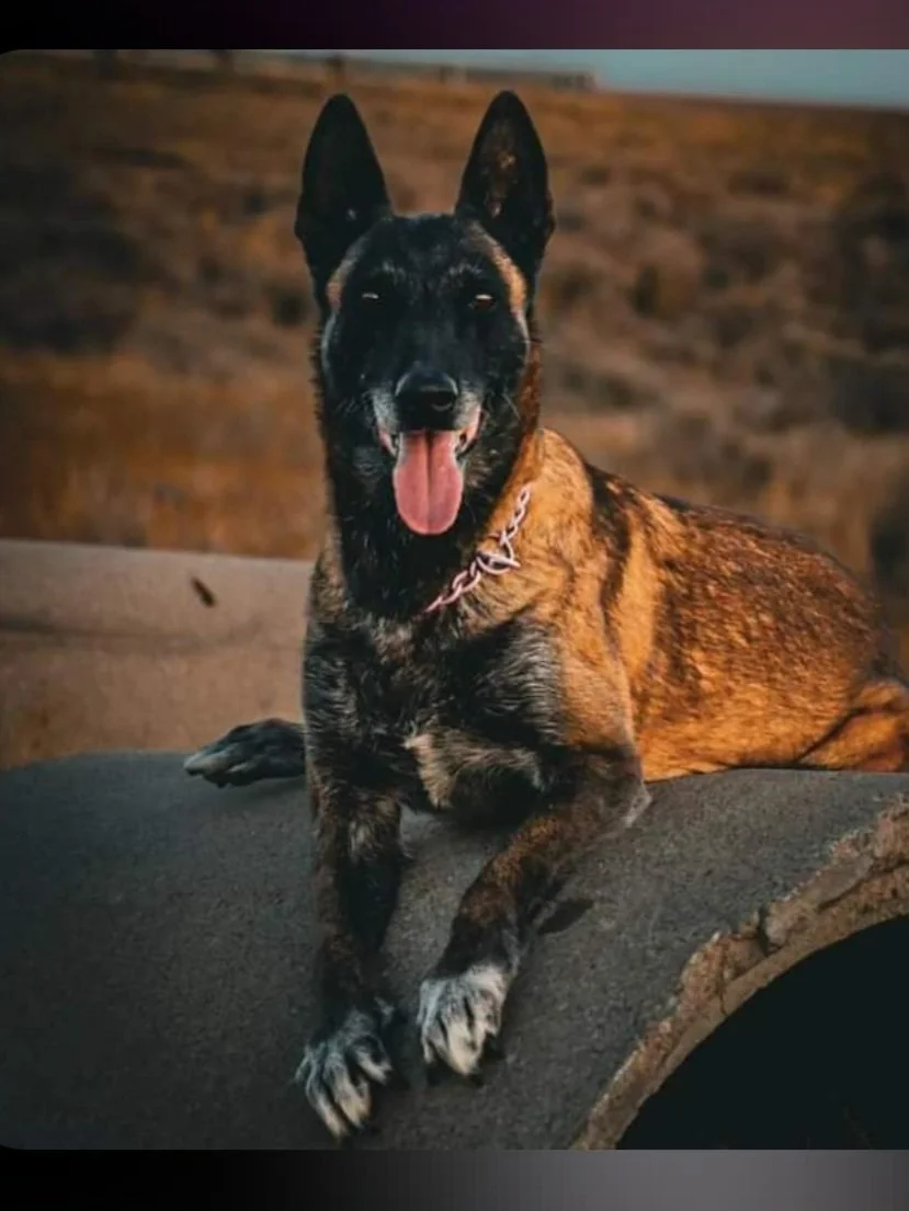 A brindle-colored German Shepherd dog with pointed ears sitting on a large log in an outdoor setting, with its tongue out and wearing a chain collar.