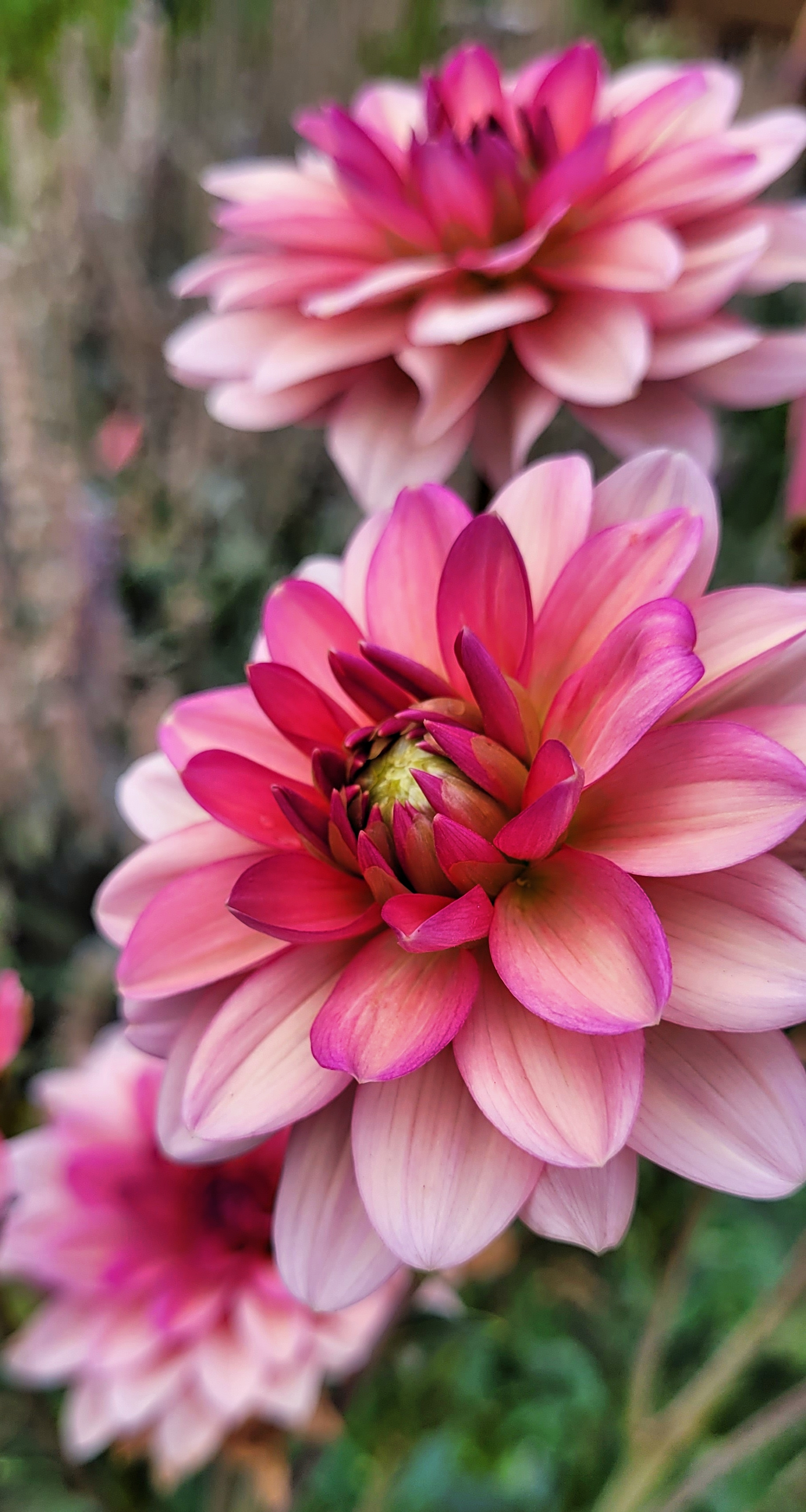 Sourire De Crozon 3.png