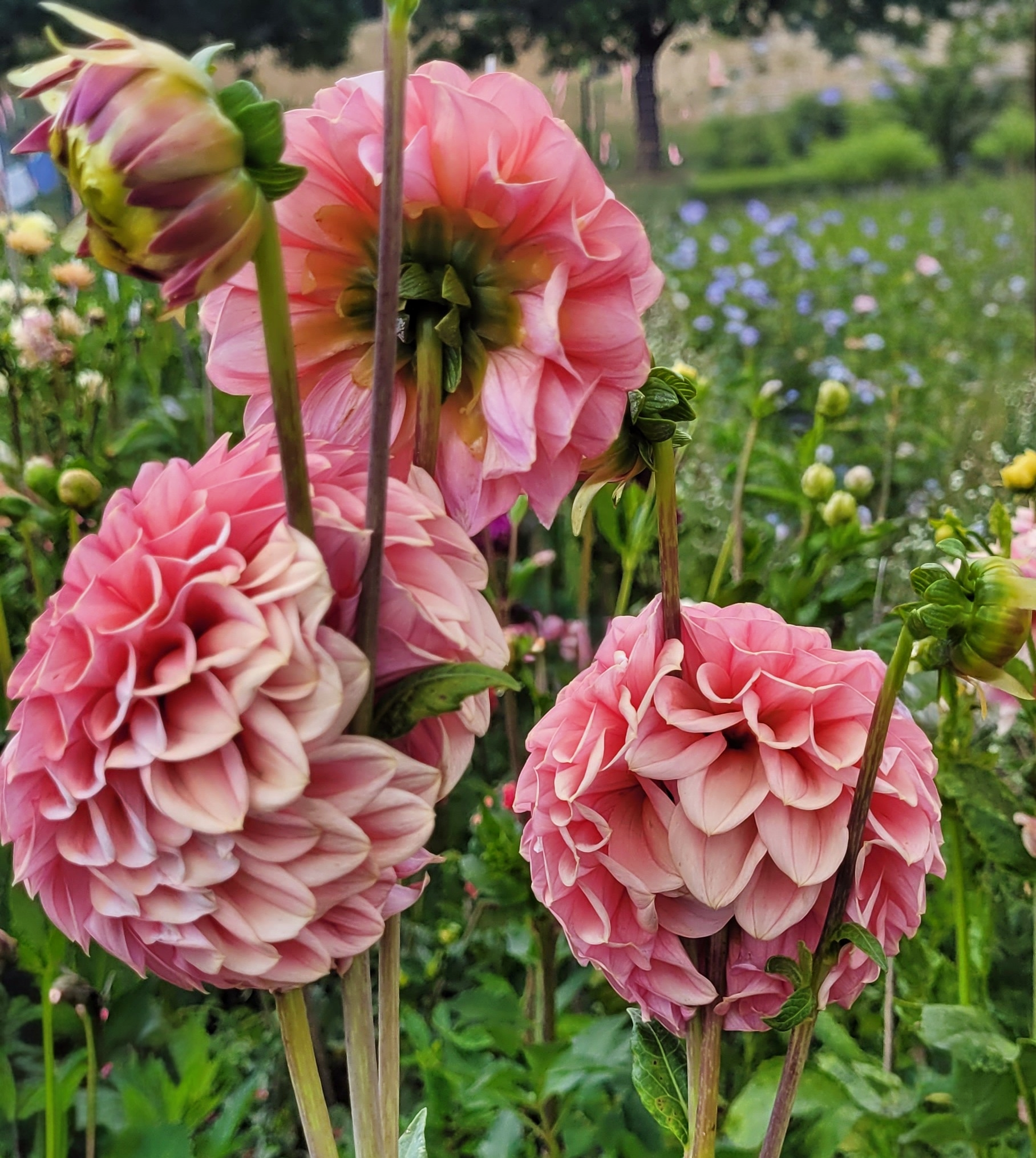 Lee's Hopscotch dahlia 2.png