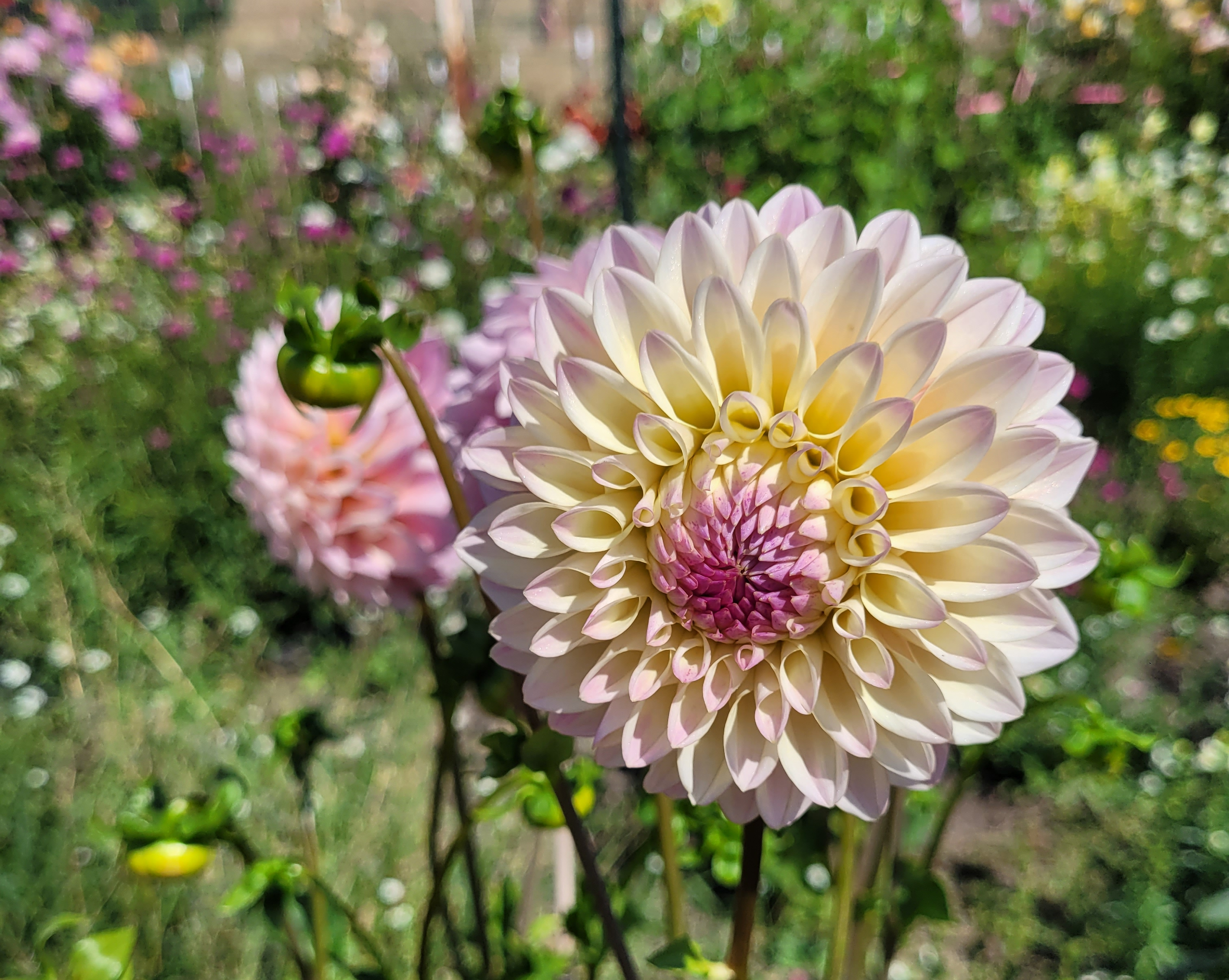 coralie dahlia (8).png