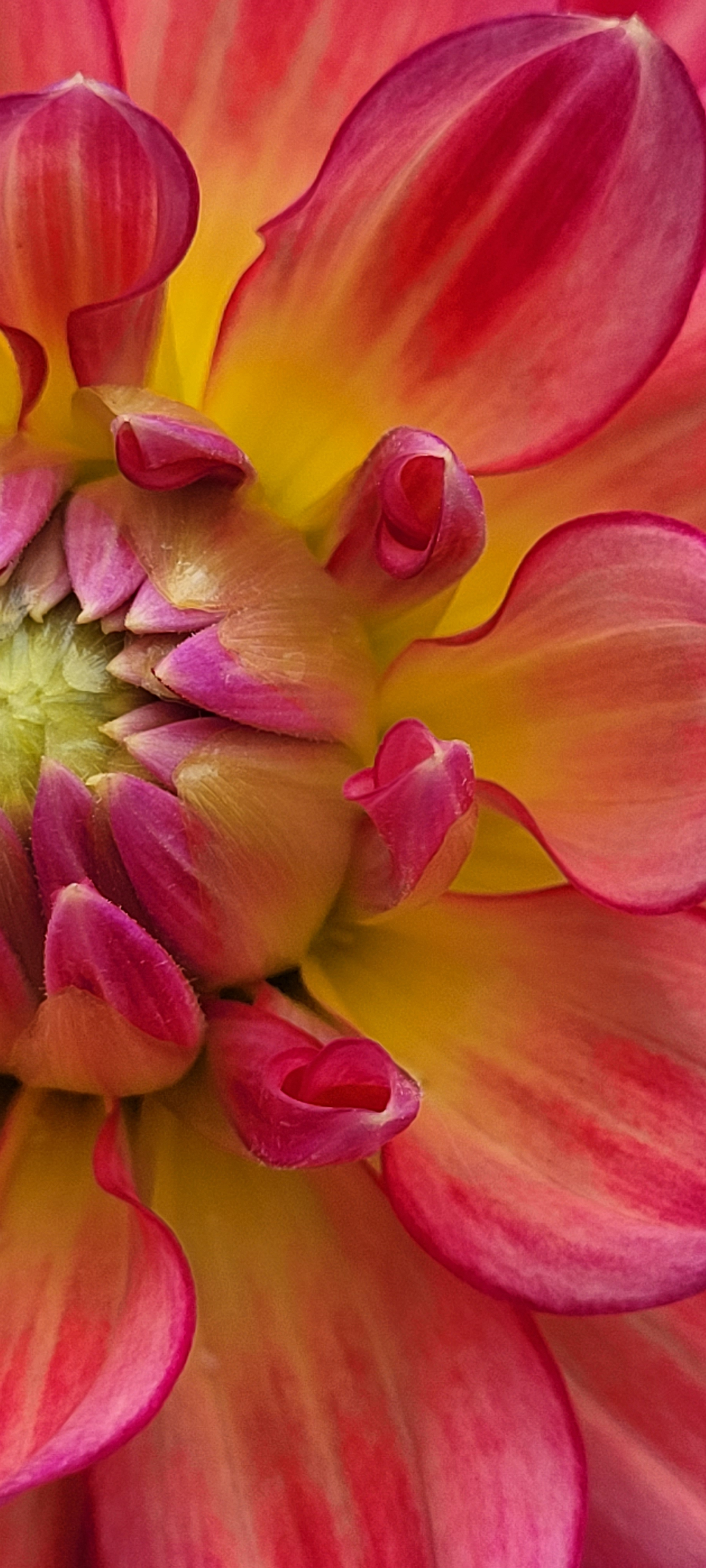 lee's scarlet macaw dahlia 2.png