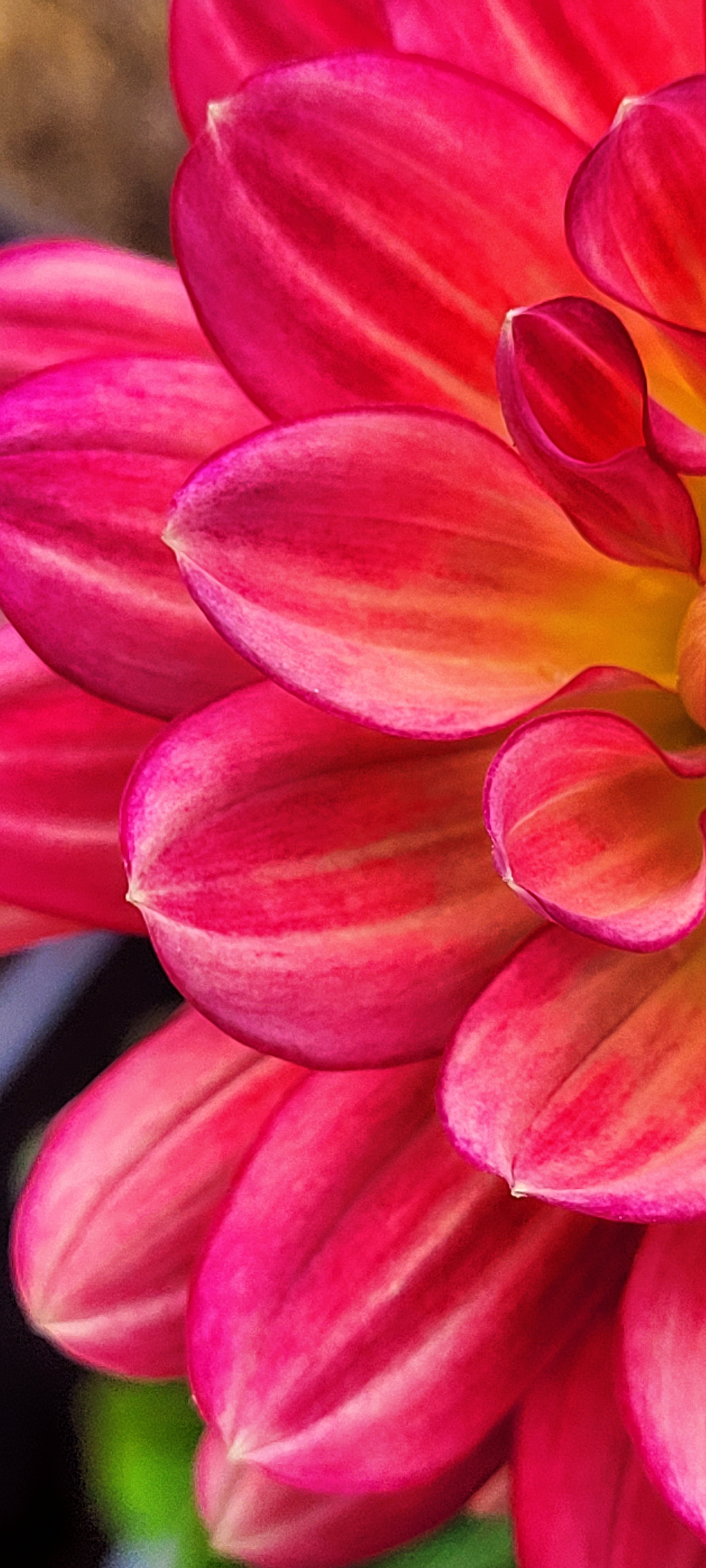 lee's scarlet macaw dahlia.png