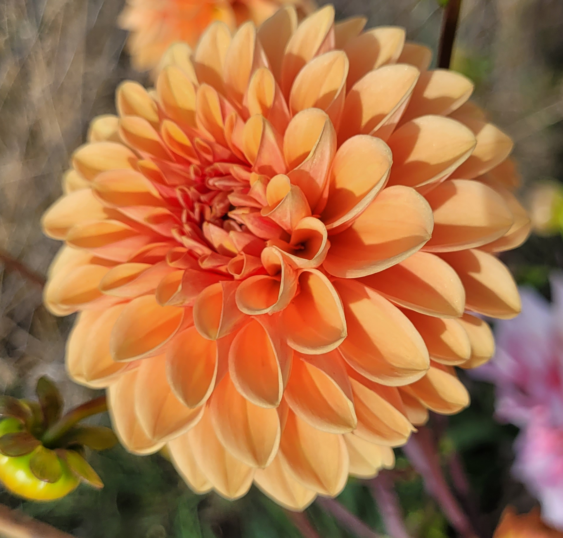 Maarn (aka Sylvia)