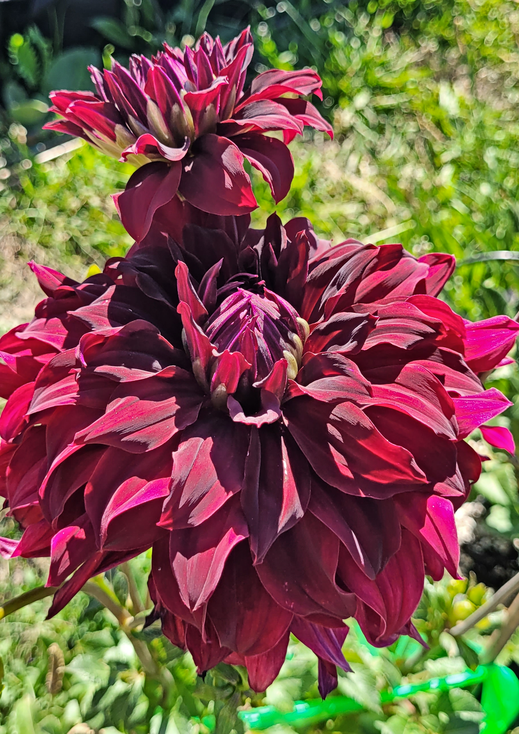 rip city dahlia 2.png