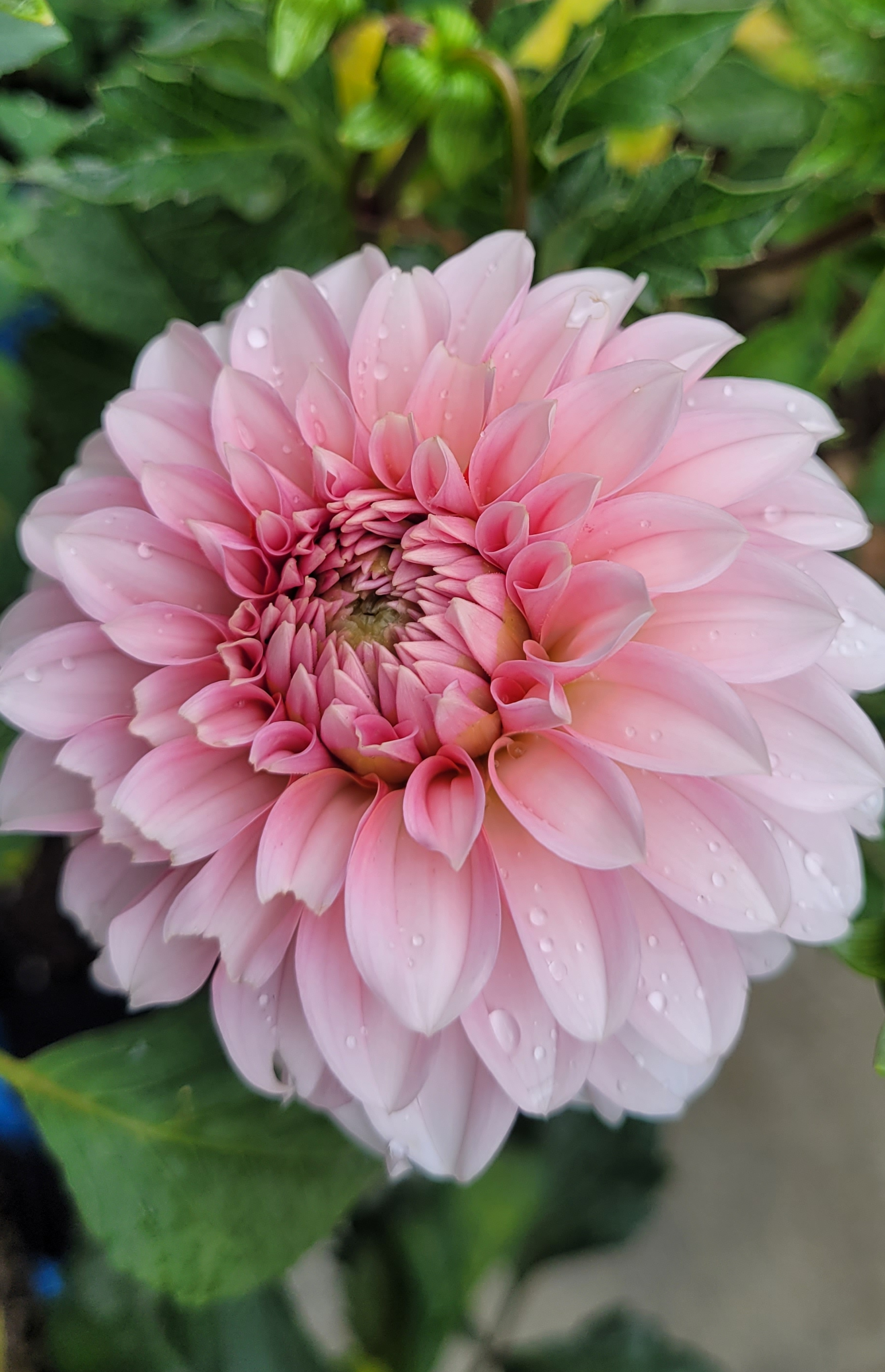 rm baby girl dahlia 4.png