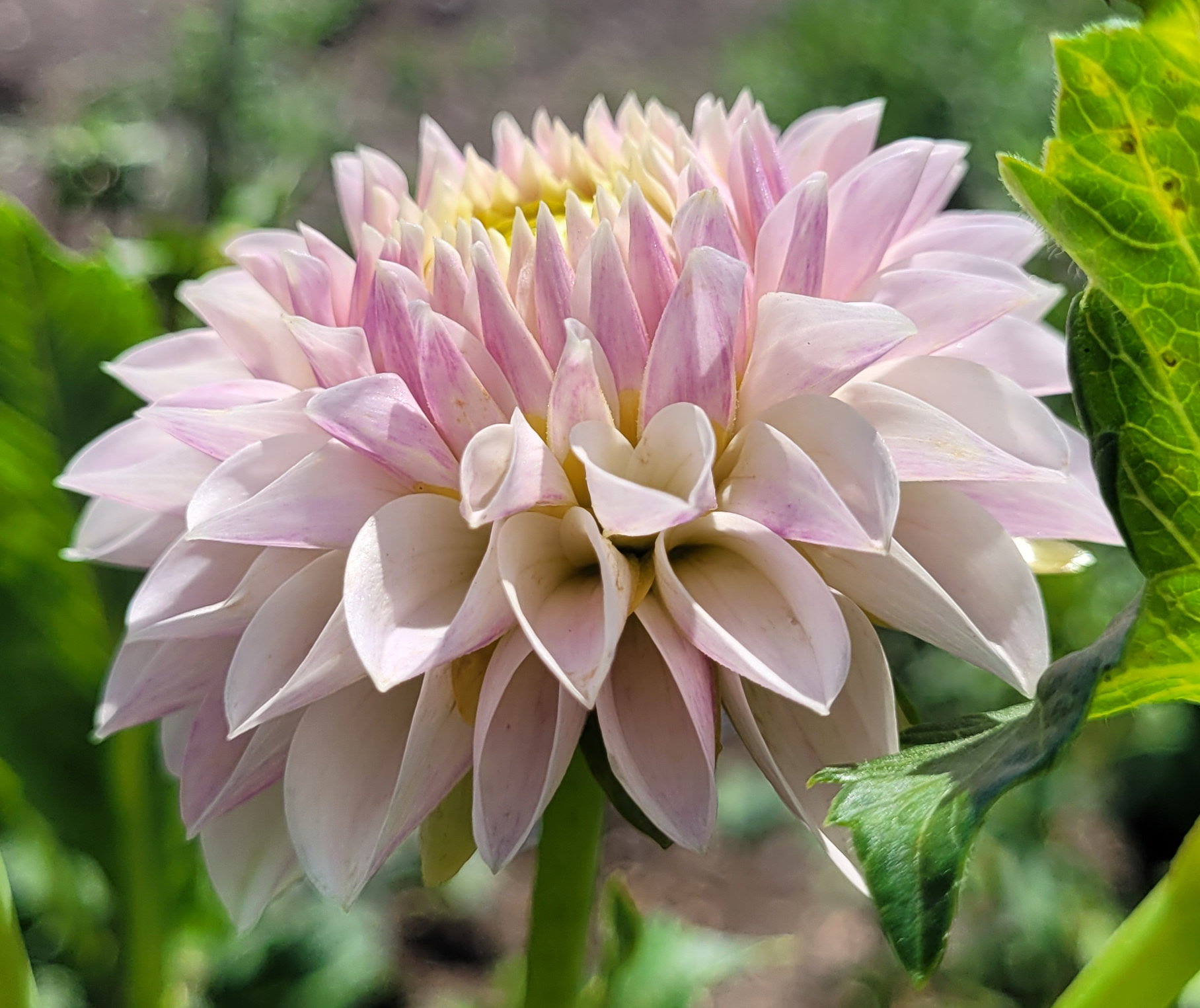 tahoma kelli dahlia.png
