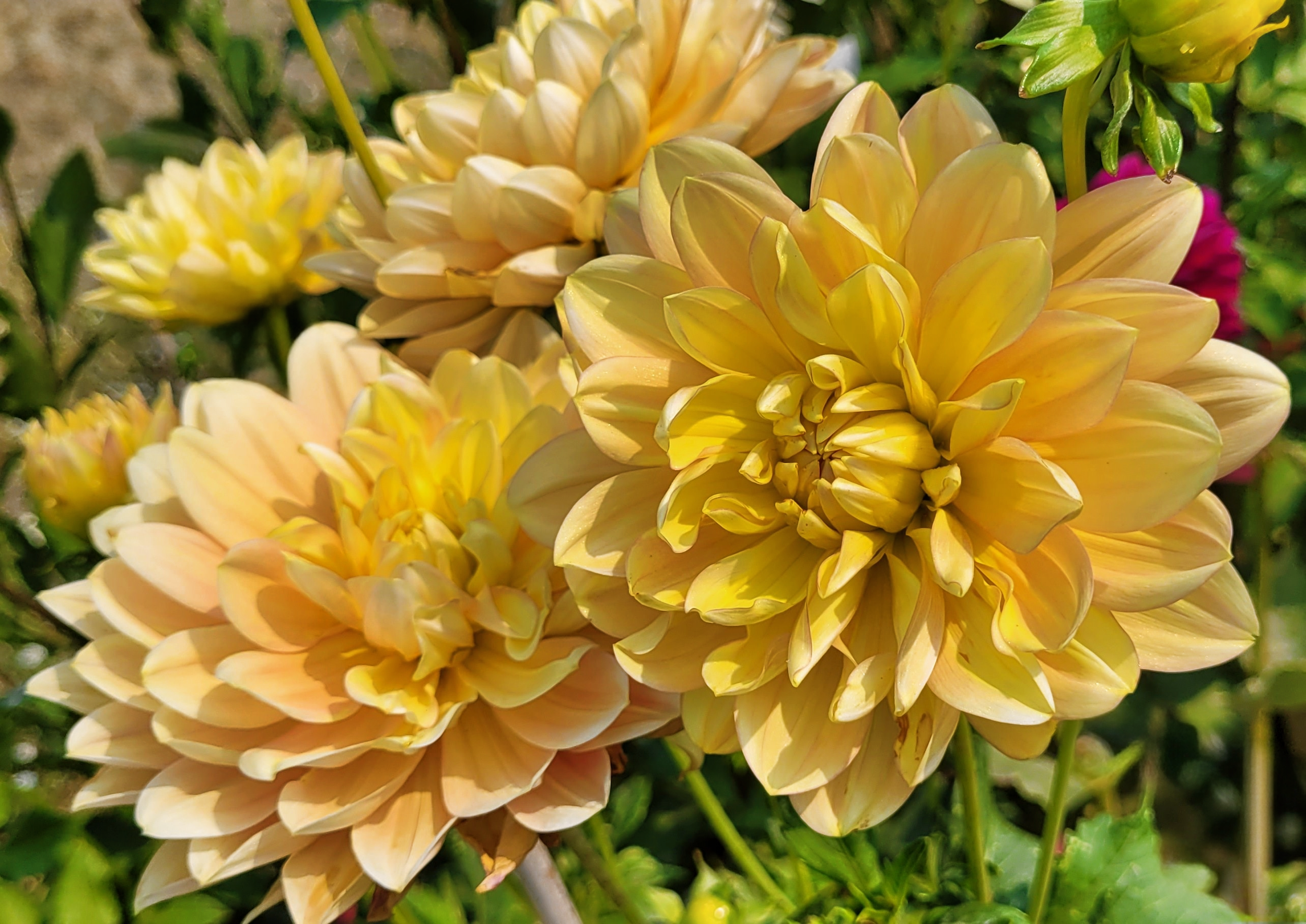 hollyhill serenity dahlia 1.png