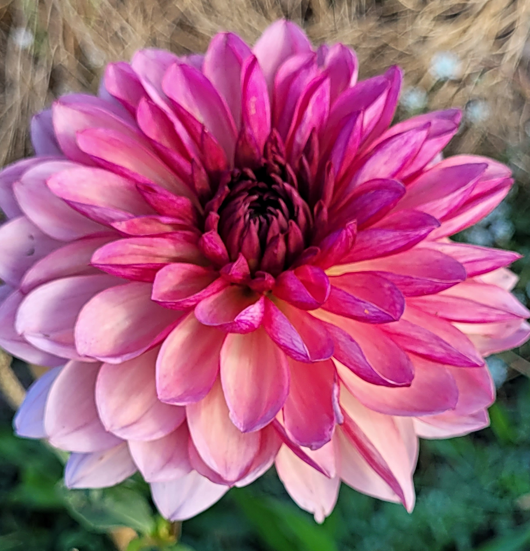 bacardi dahlia (2).png