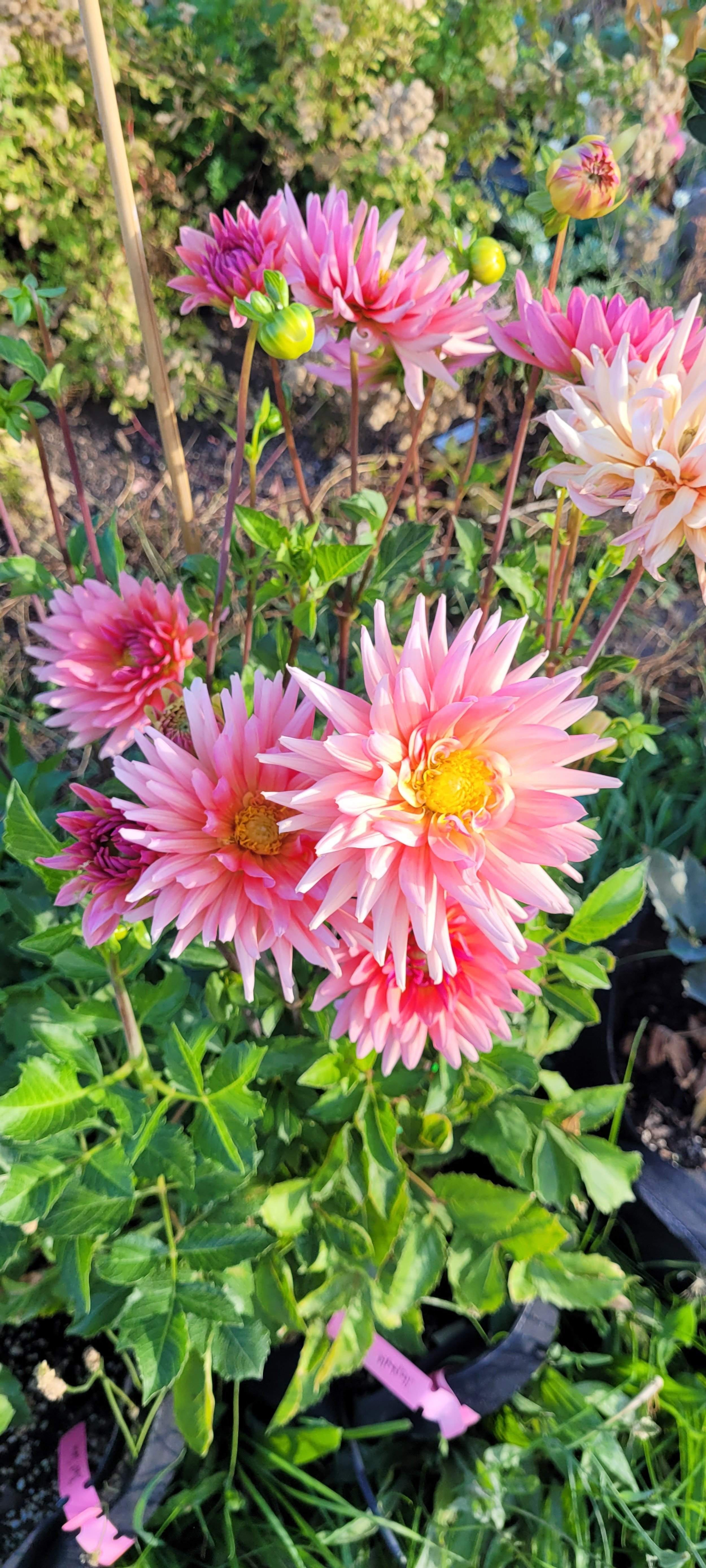 alloway candy dahlia.jpg