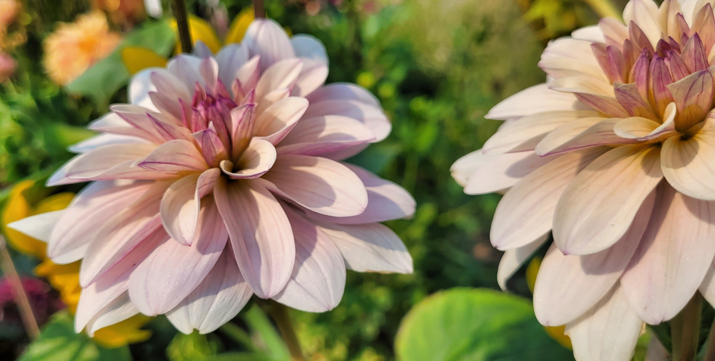 jasmine pearl dahlia (2).png