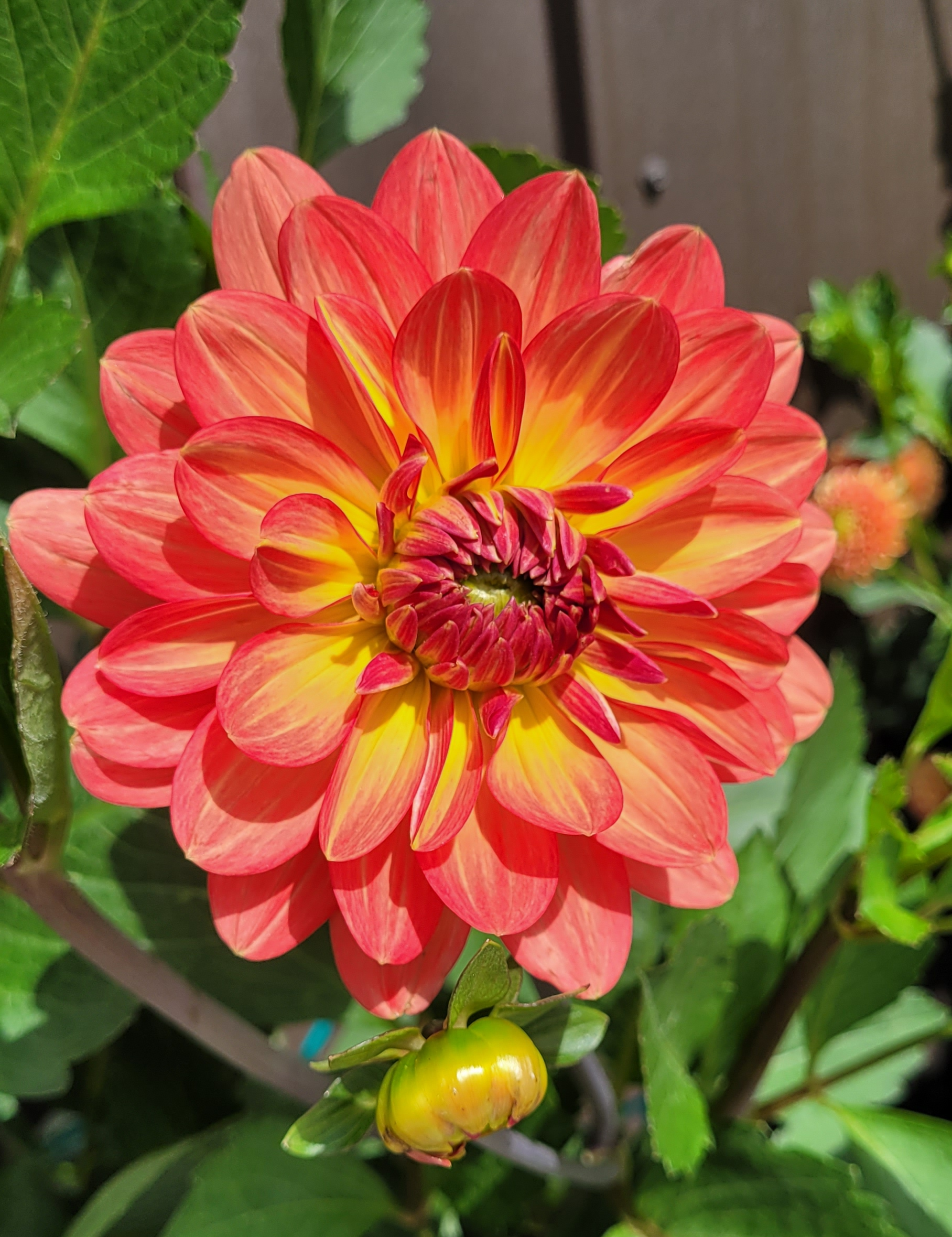 burning desire dahlia 3.png