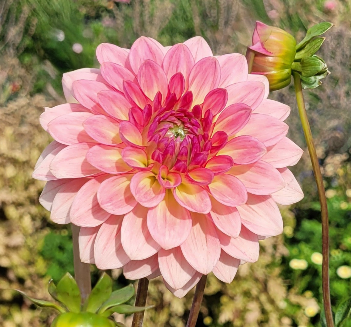 jabberbox dahlia.png