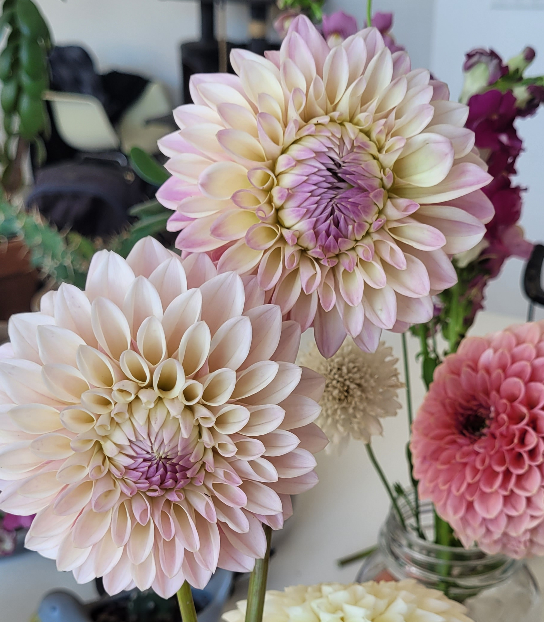 coralie dahlia (5).png