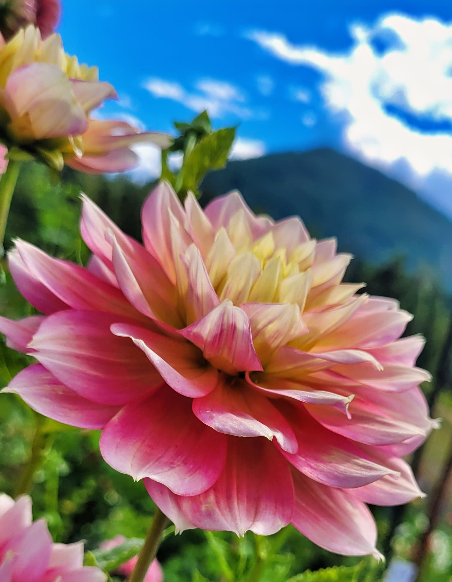 fairytale dahlia.png