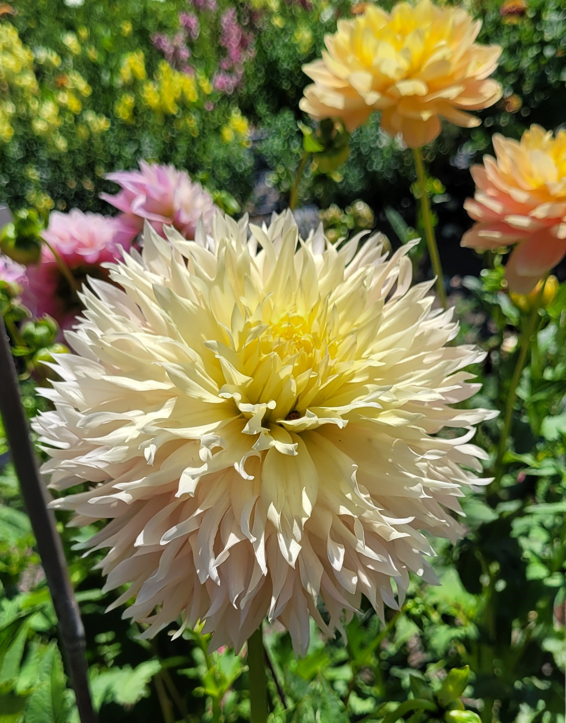 hapet champagne 4.png