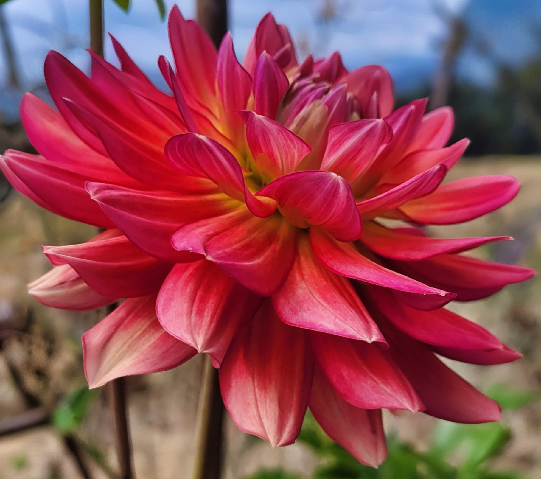 lee's scarlet macaw dahlia 5.png