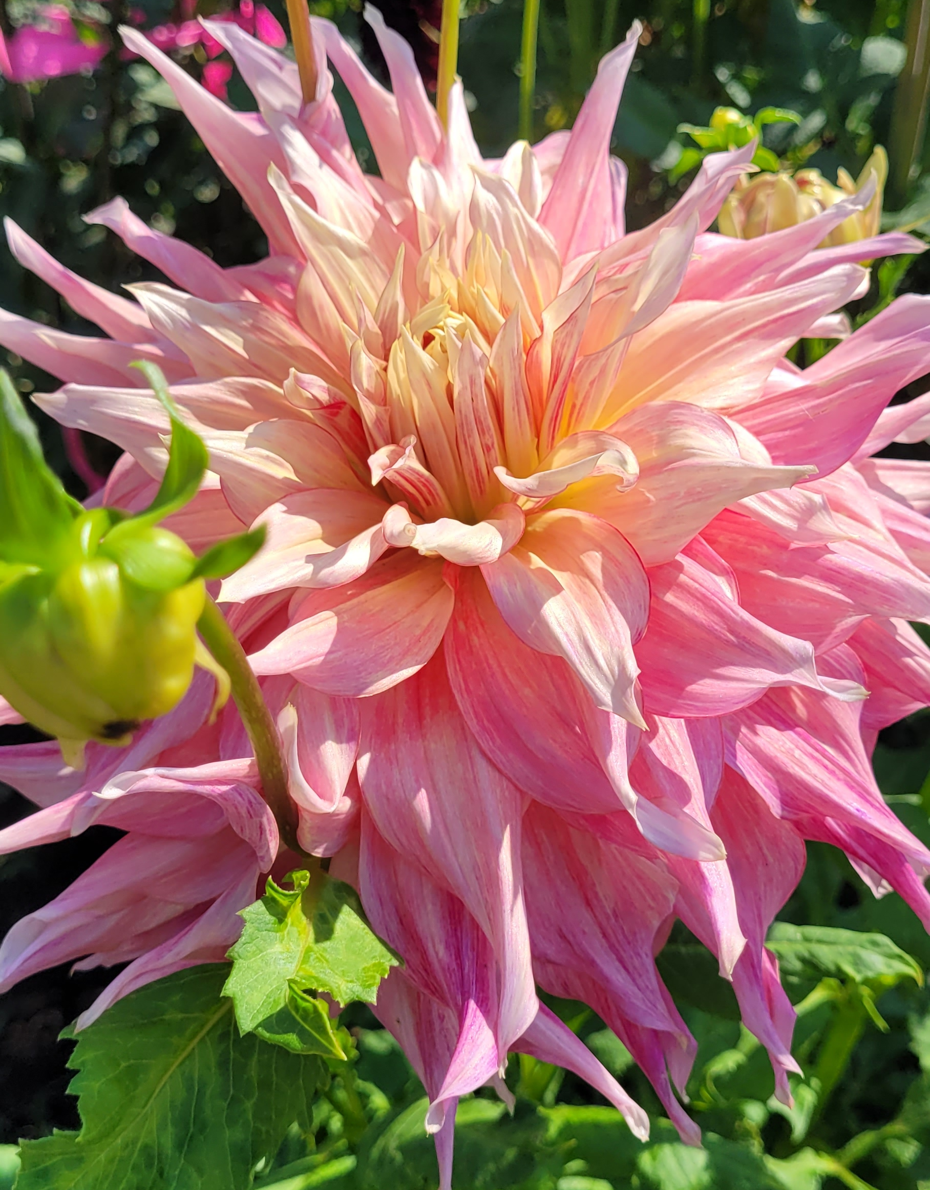 penhill watermelon (1).png