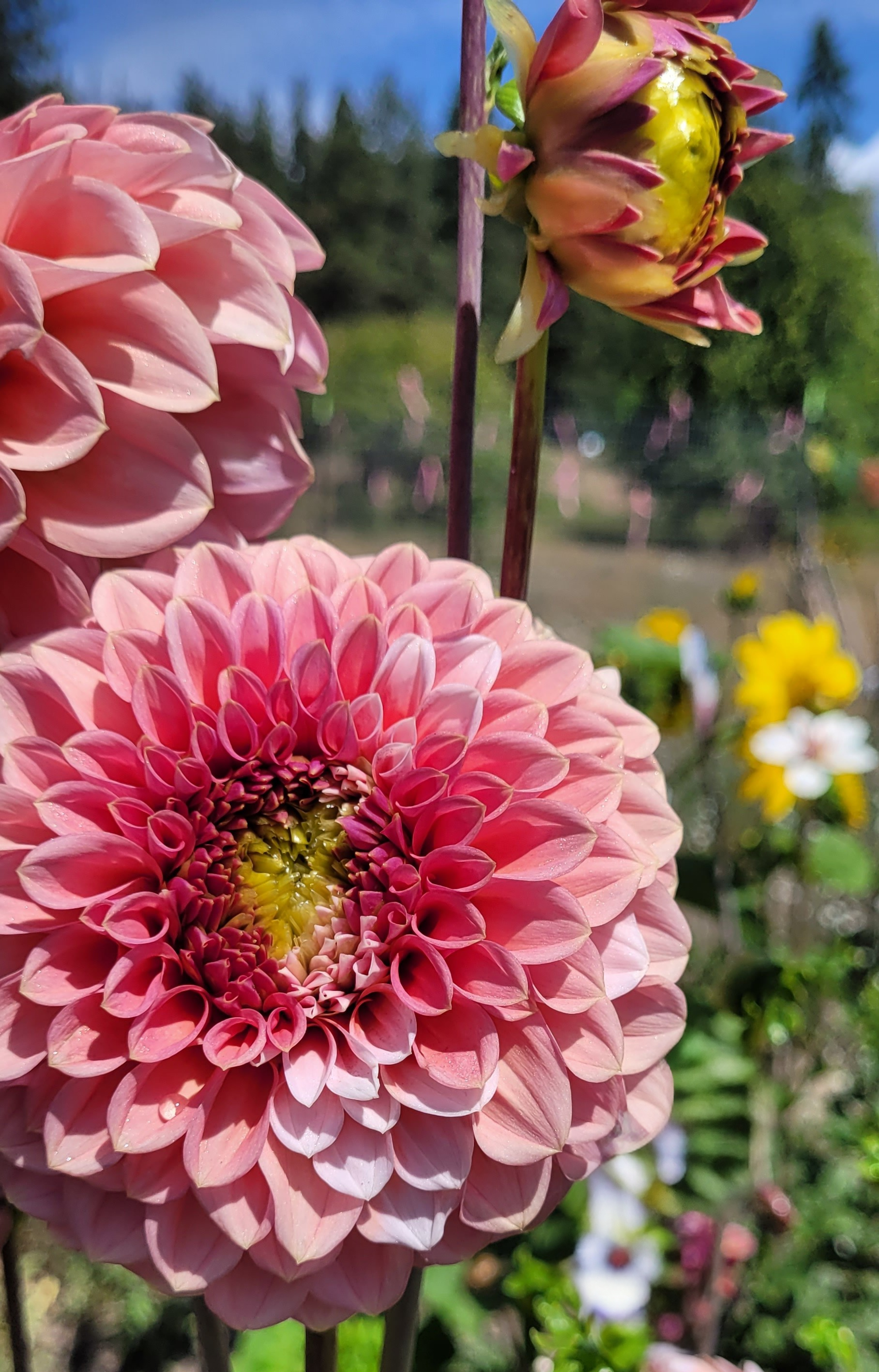 Lee's Hopscotch dahlia 4.png