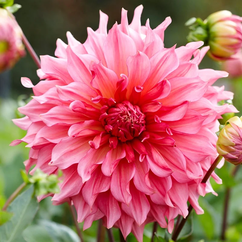 islander-dahlia-tuber.png