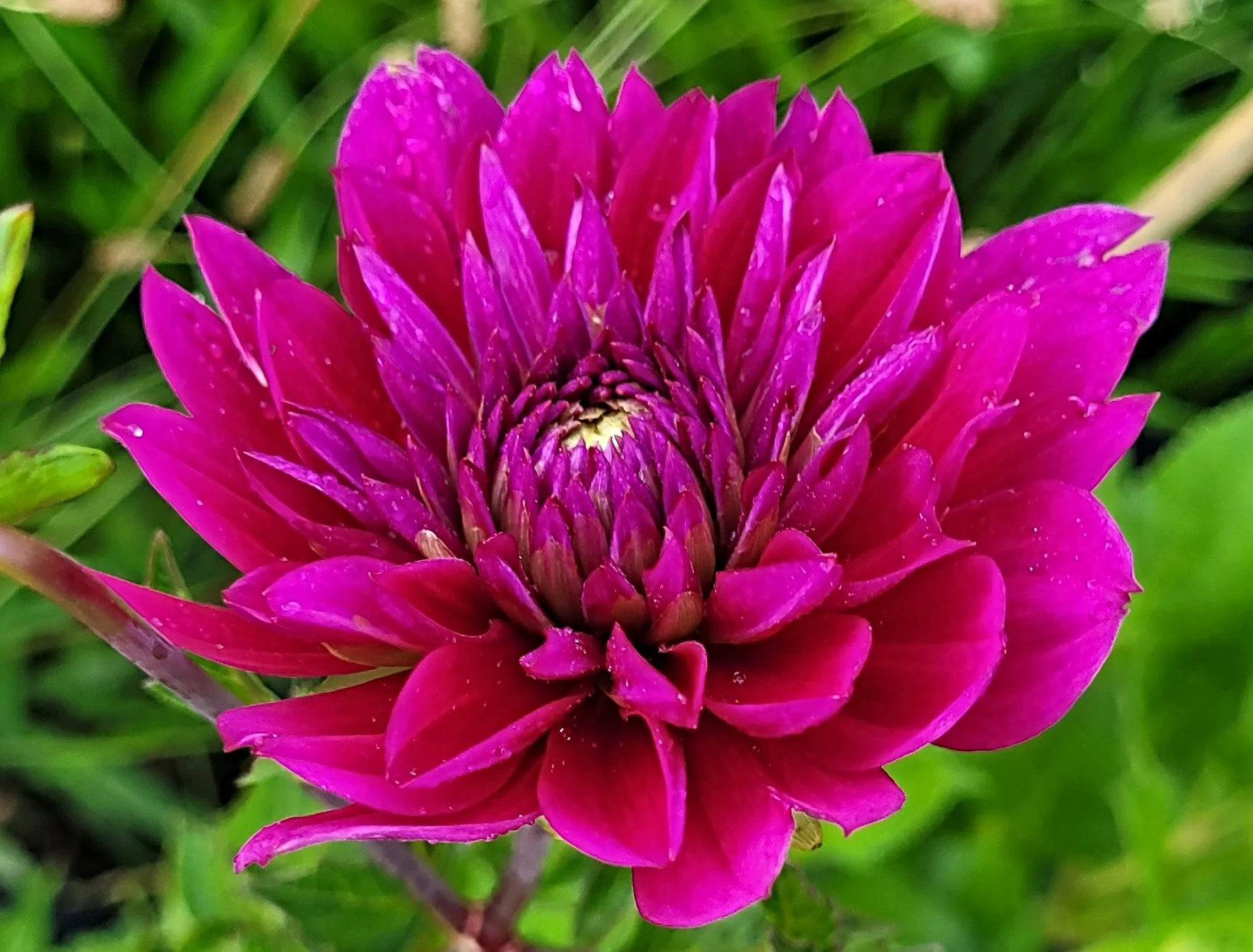 sandia nocture dahlia 3.jpg