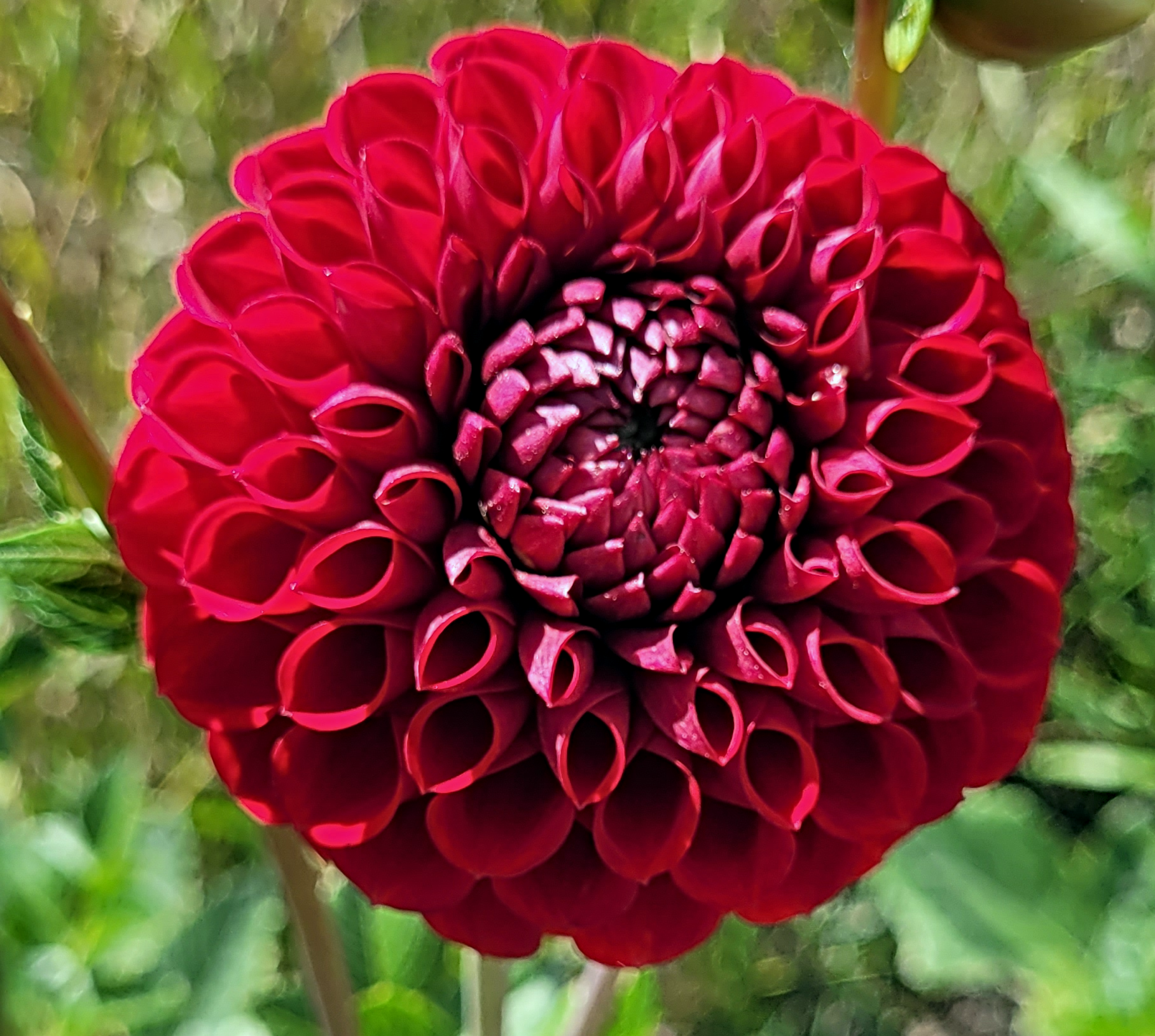 cornel dahlia.png