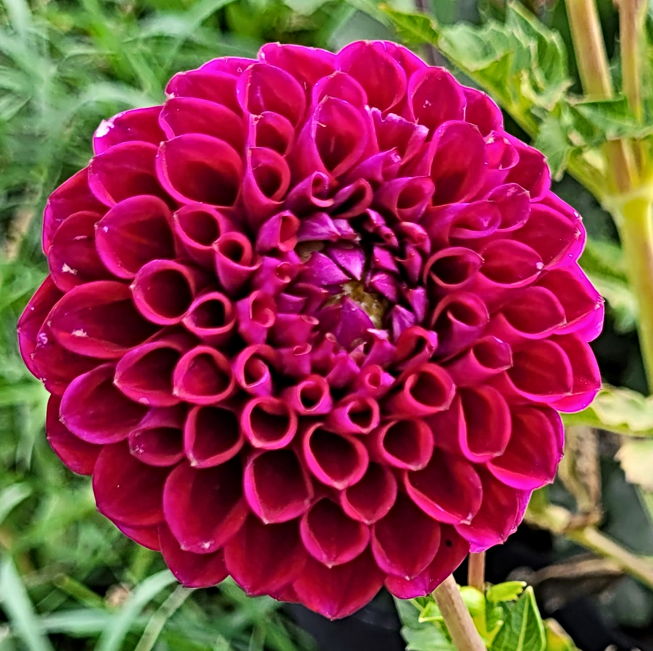 ivanetti dahlia 3.png