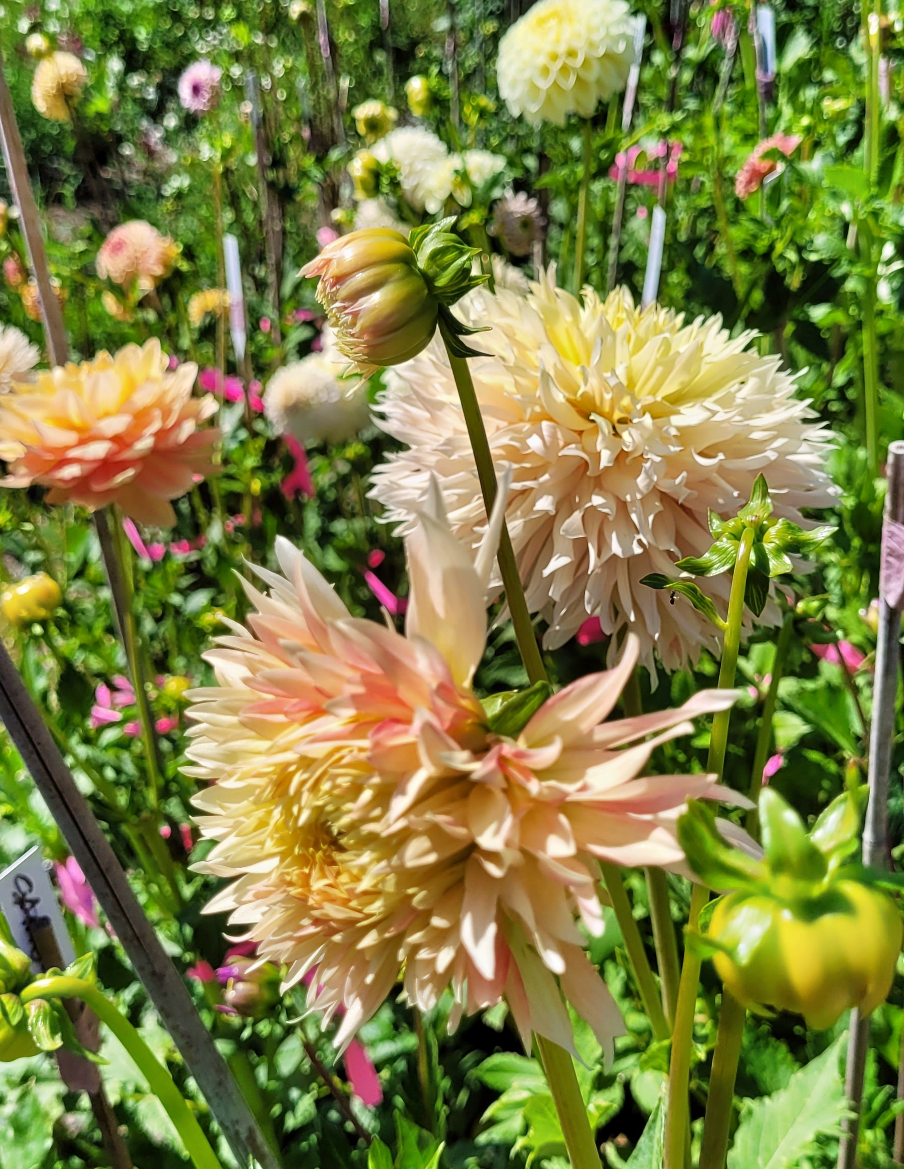 hapet champagne 2.png