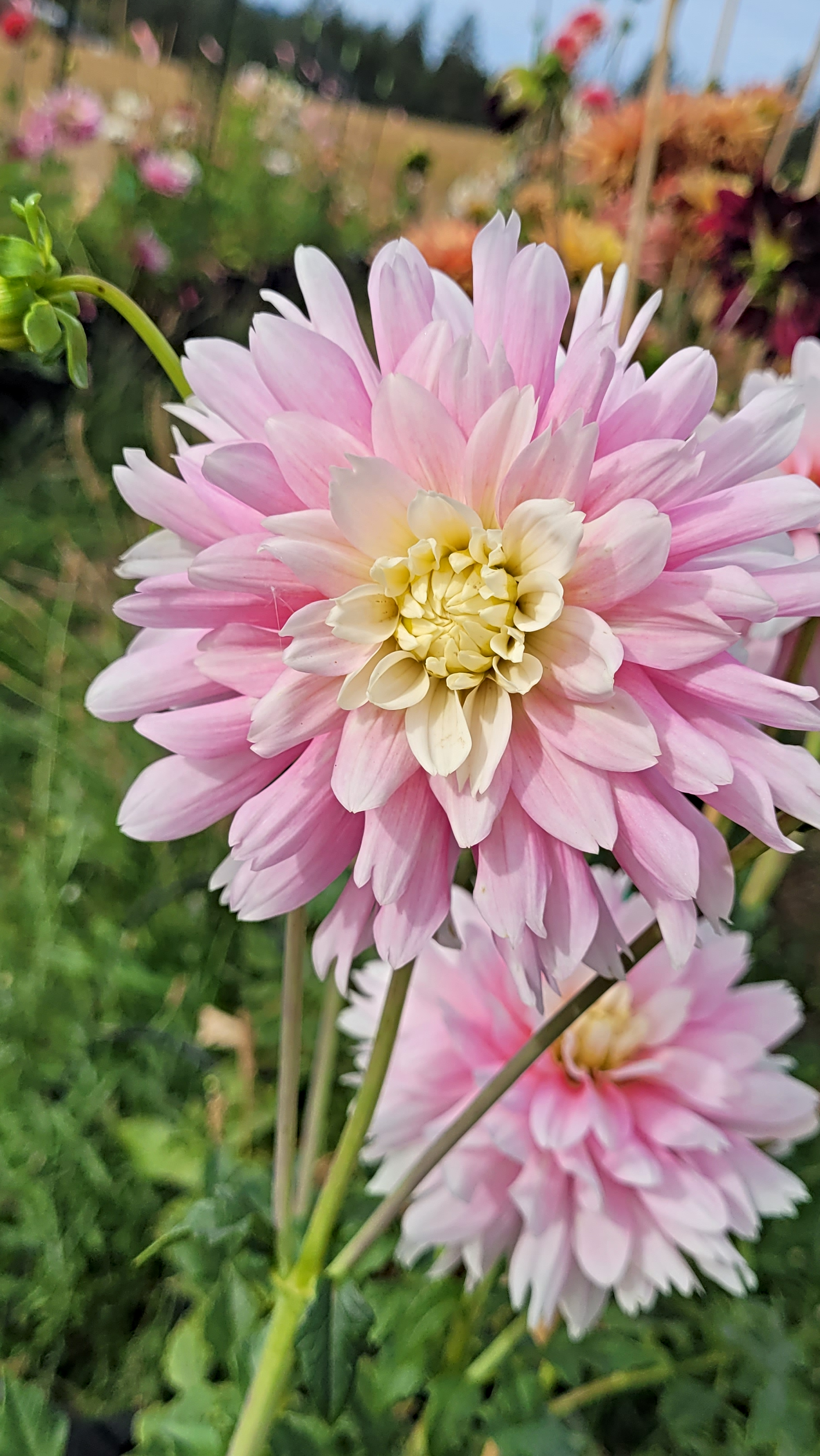 chilson's pride dahlia.png