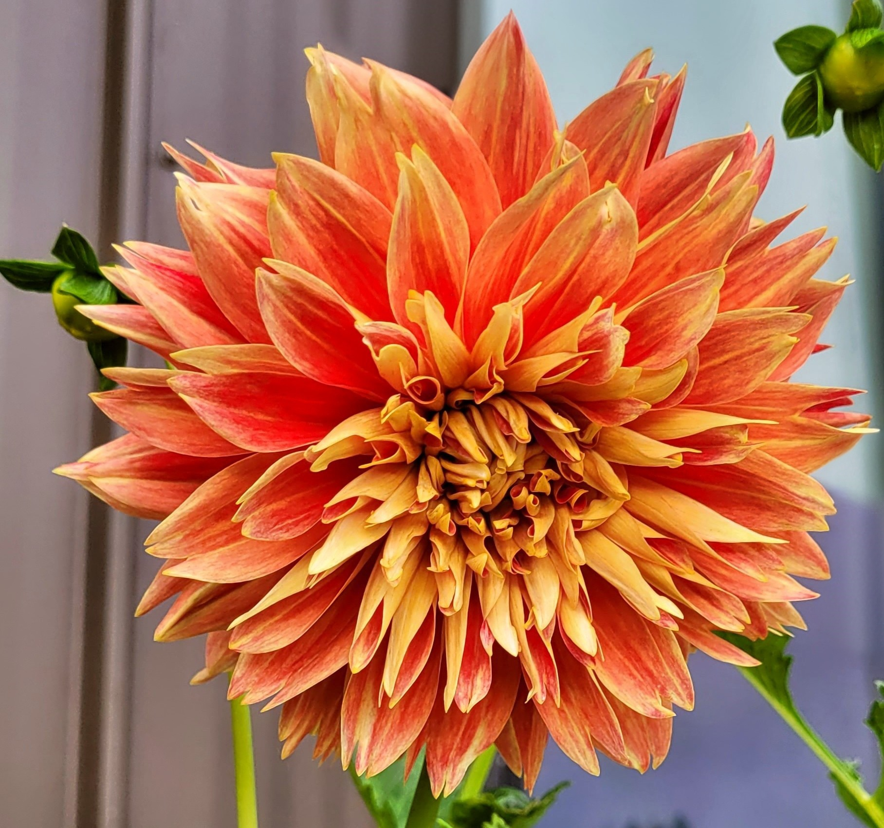 Punkin Spice dahlia tubers at Little Dog Flower Farm — Little Dog ...