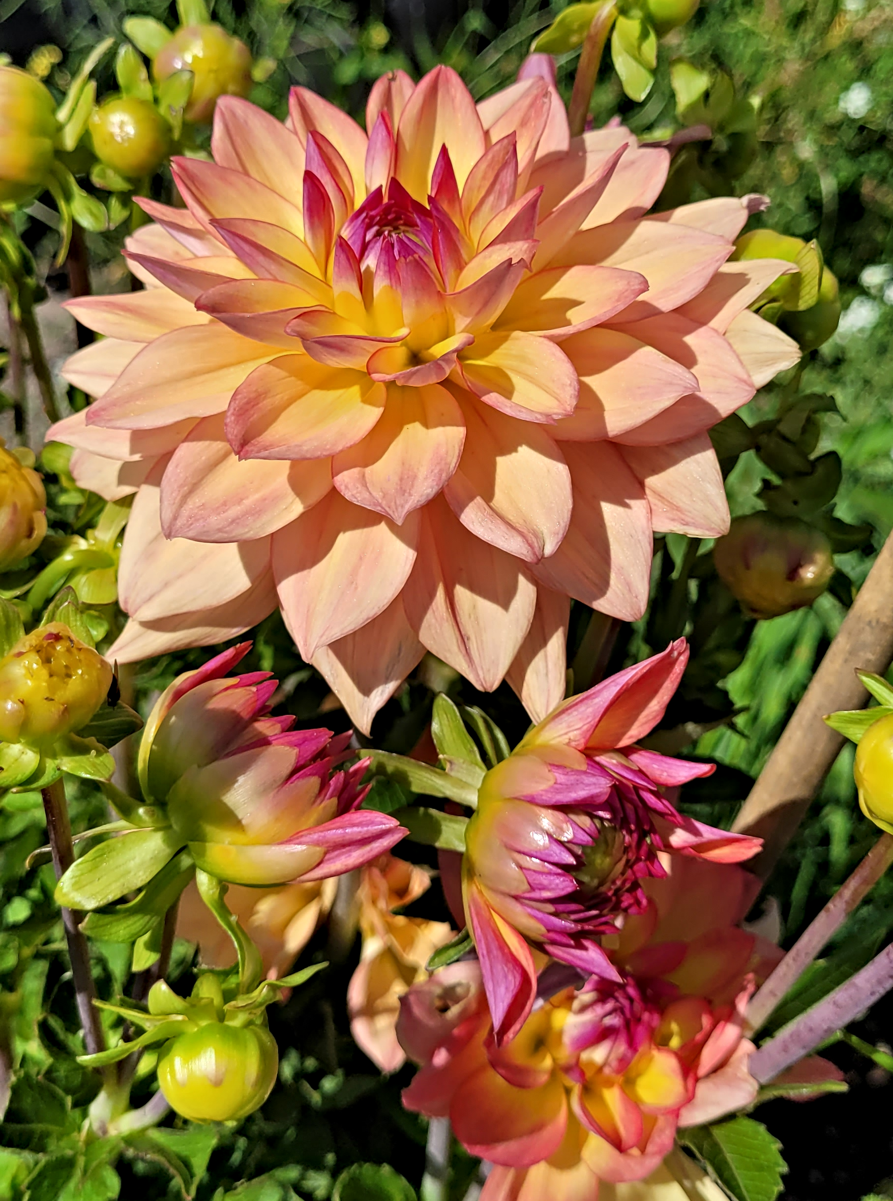 melody dora dahlia 2.png