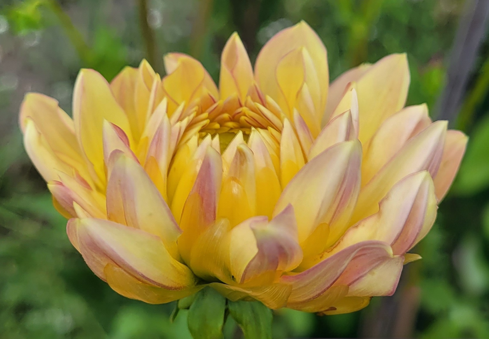 hollyhill serenity dahlia 2.png