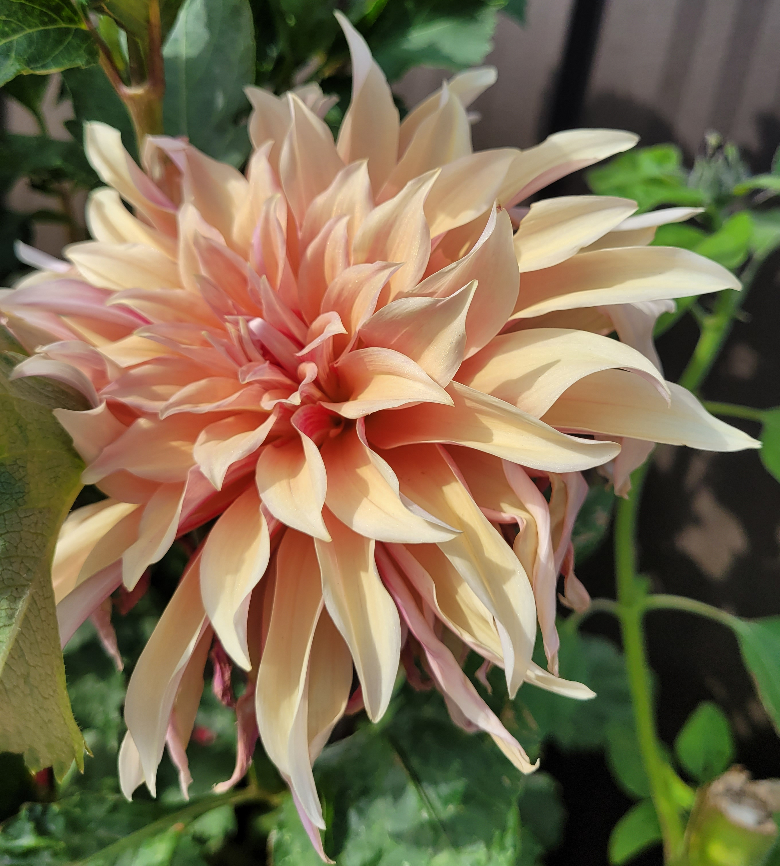 labyrinth dahlia (7).png