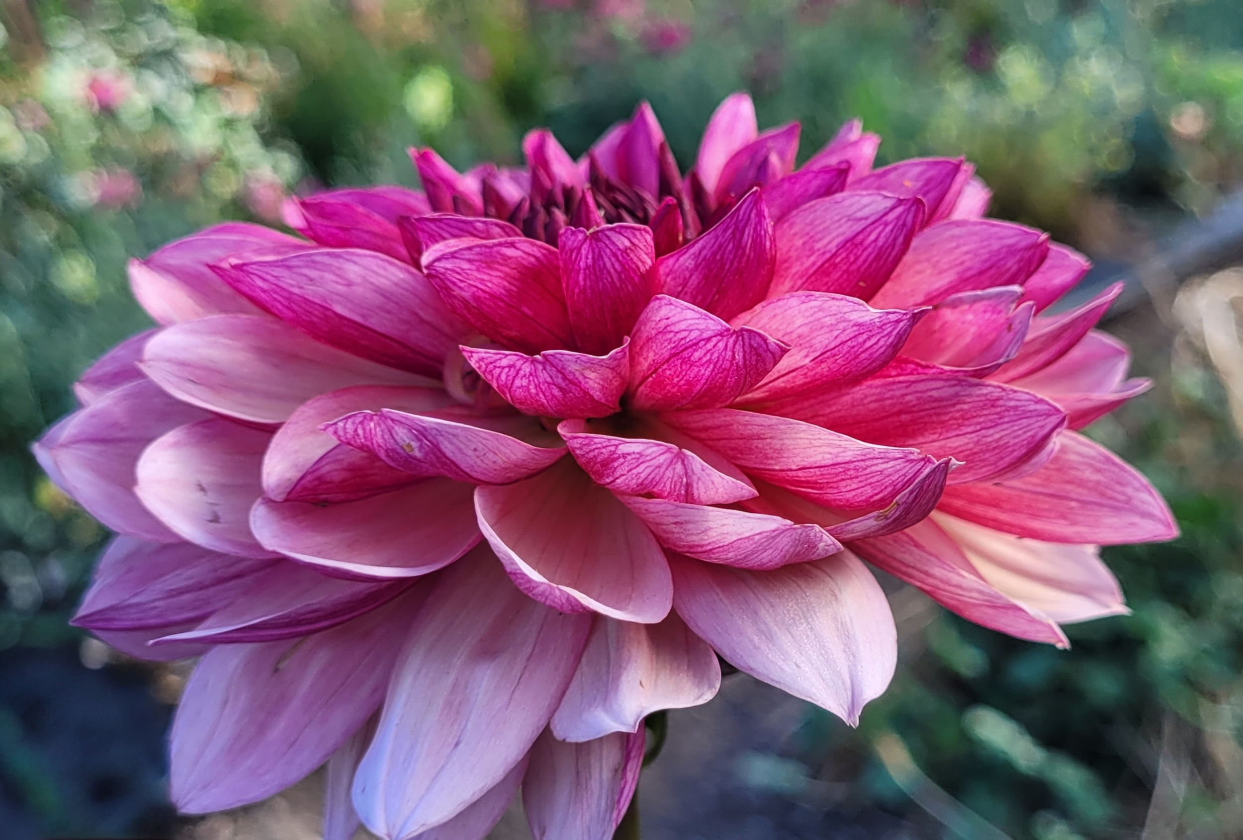 bacardi dahlia (1).png