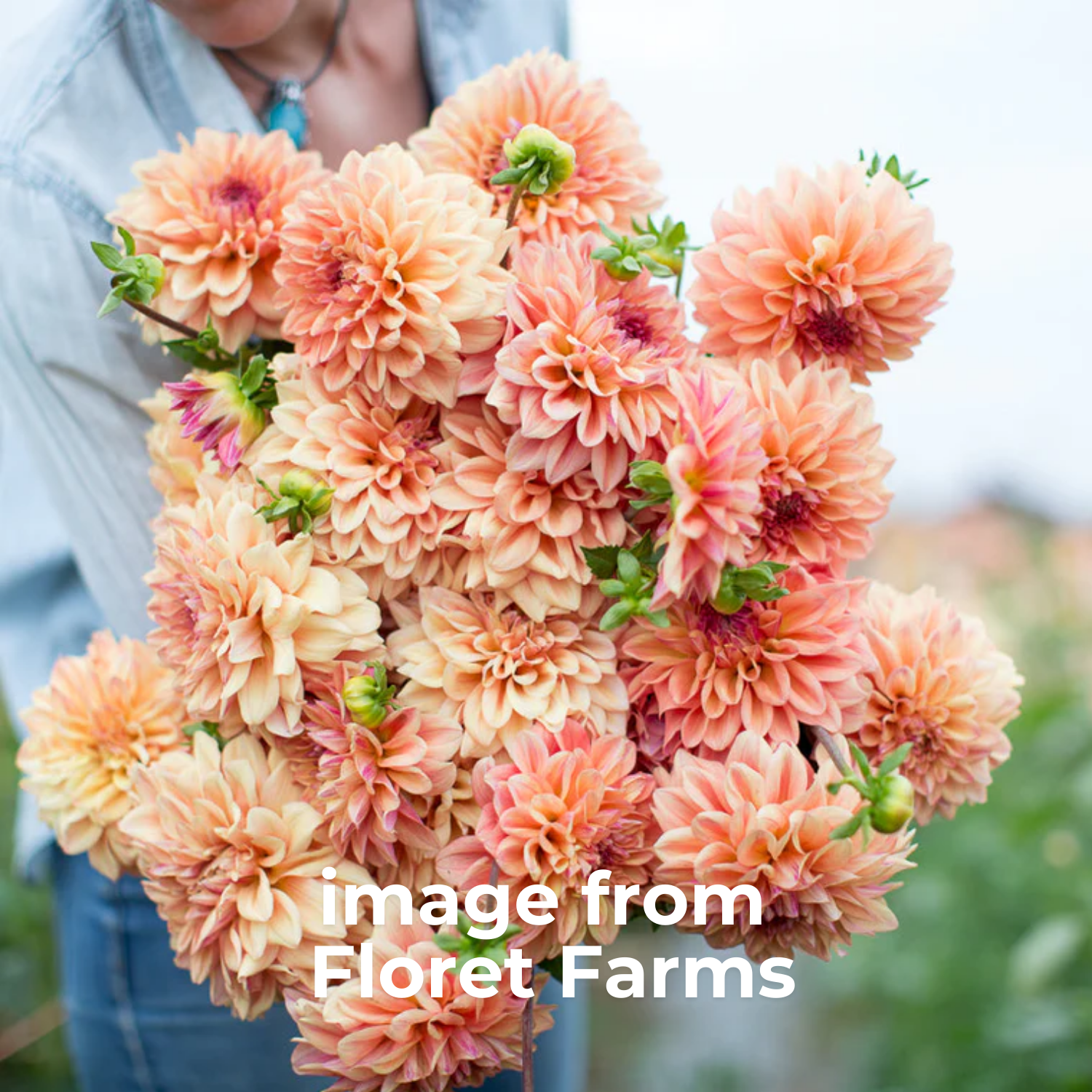 ferncliff copper image from floret farms.png