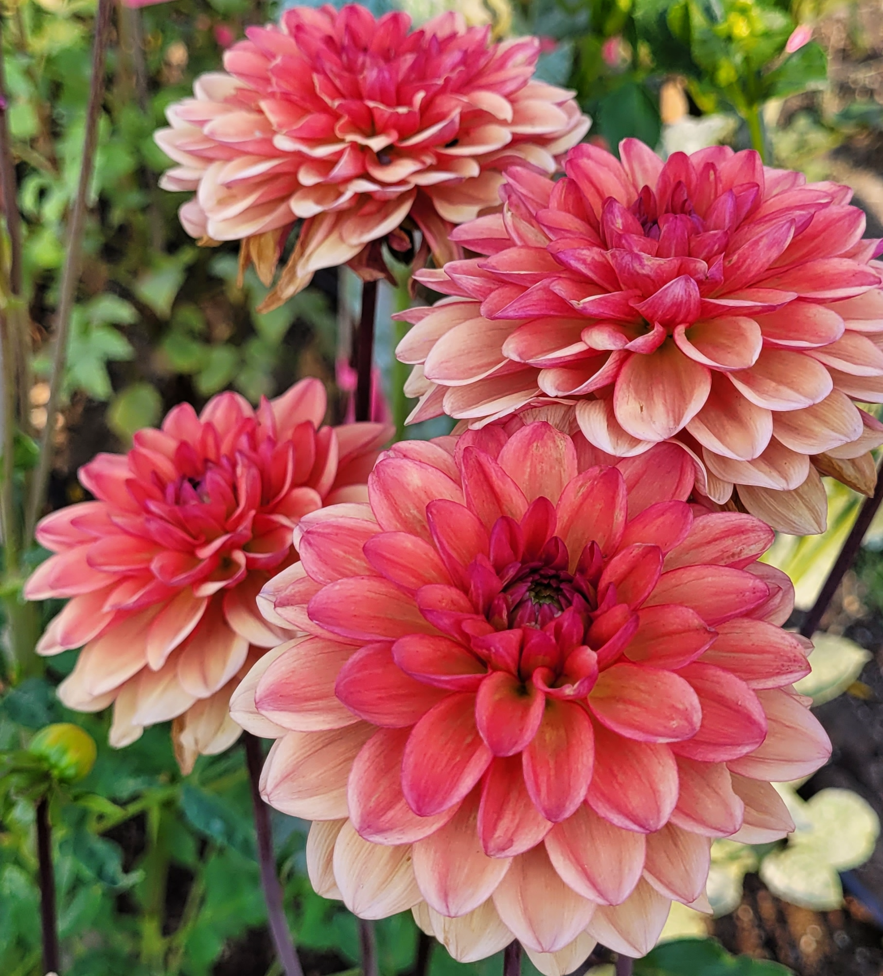 orange girl dahlia (2).png