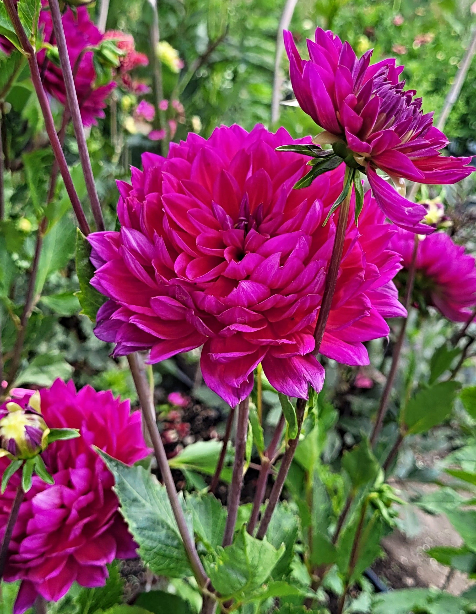 sandia nocturne 8.png