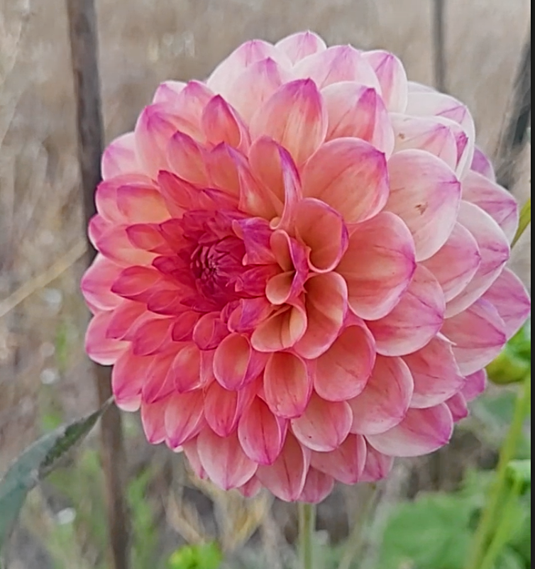 robin hood dahlia.png