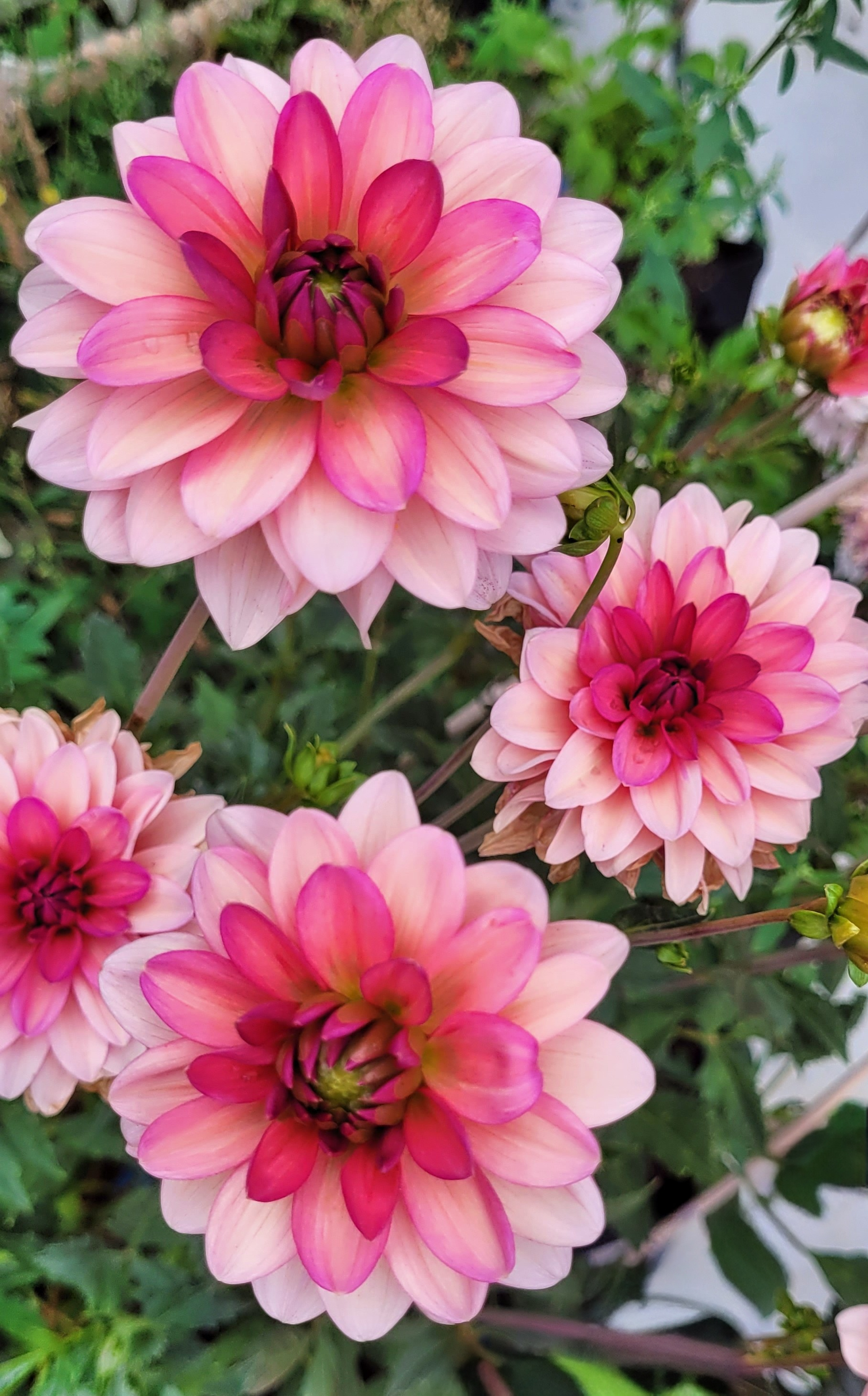 Sourire De Crozon dahlia