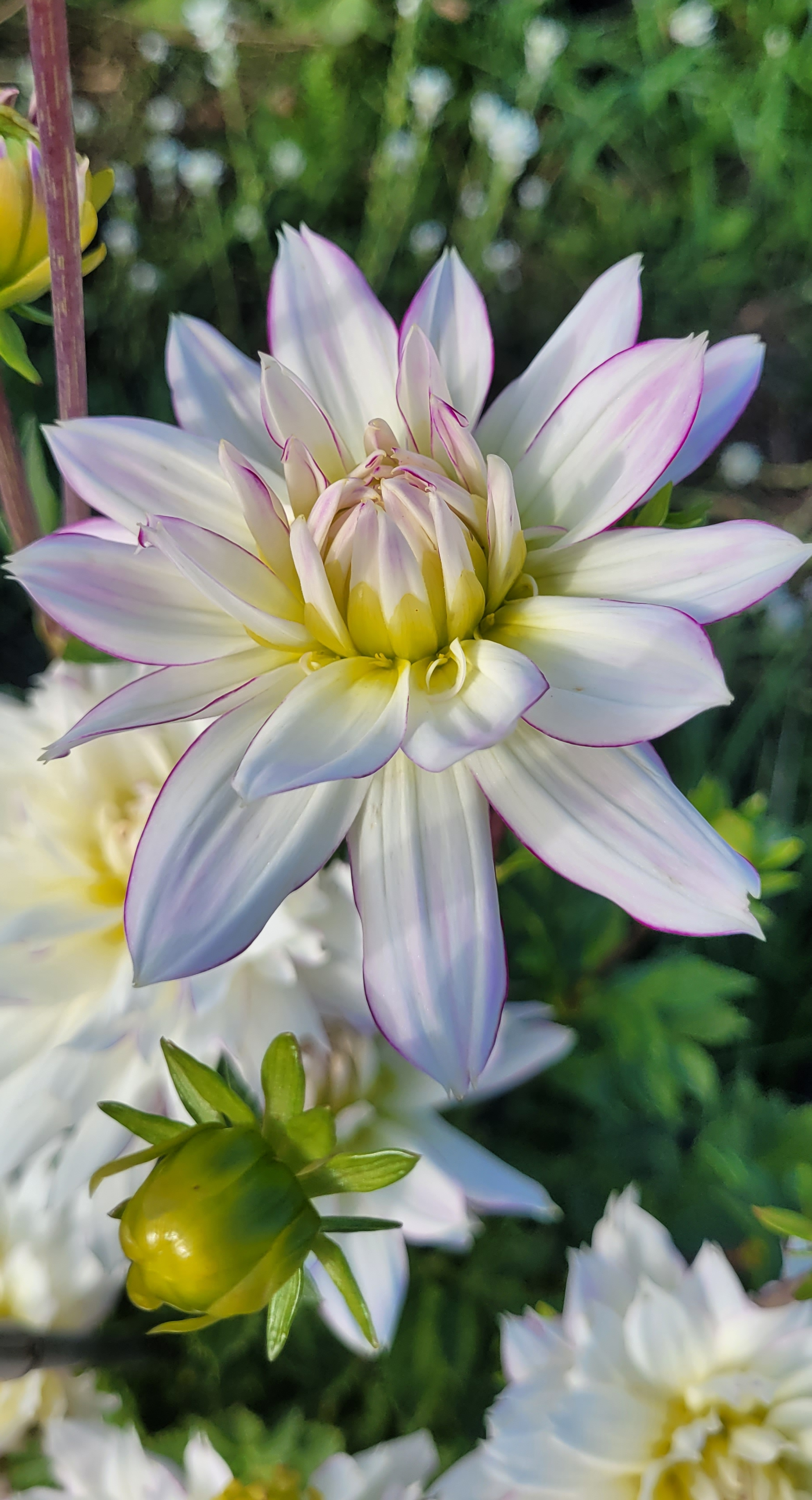 crazy love dahlia (3).png