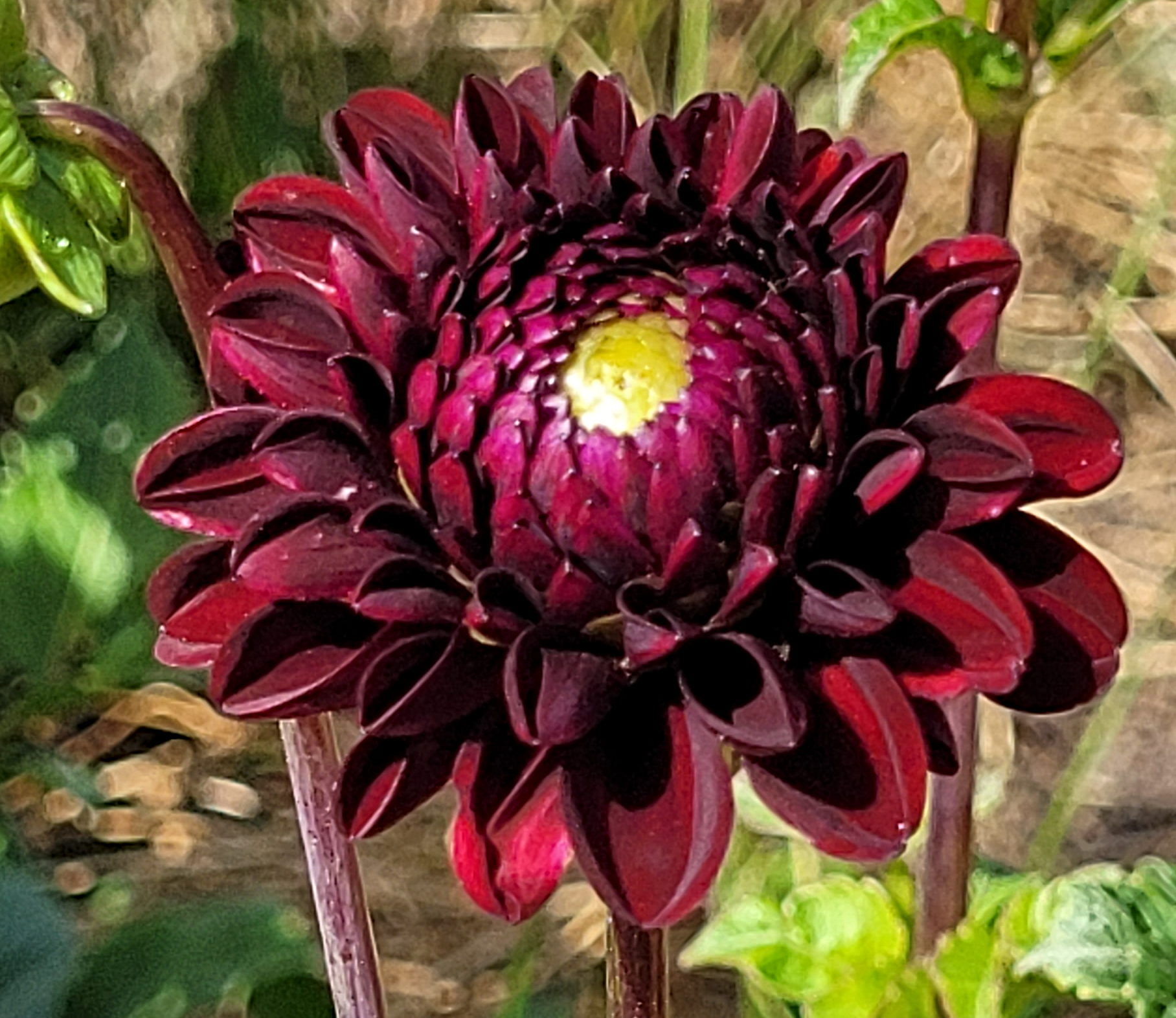 jowey mirella dahlia.png